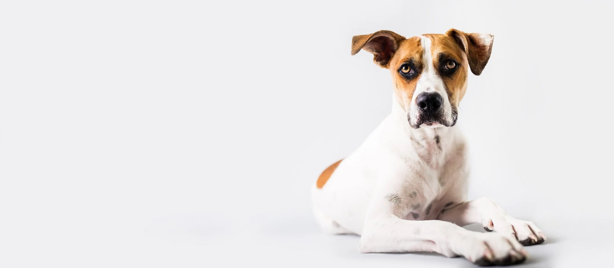 Scenthound Overland Park Affordable Dog Grooming Services