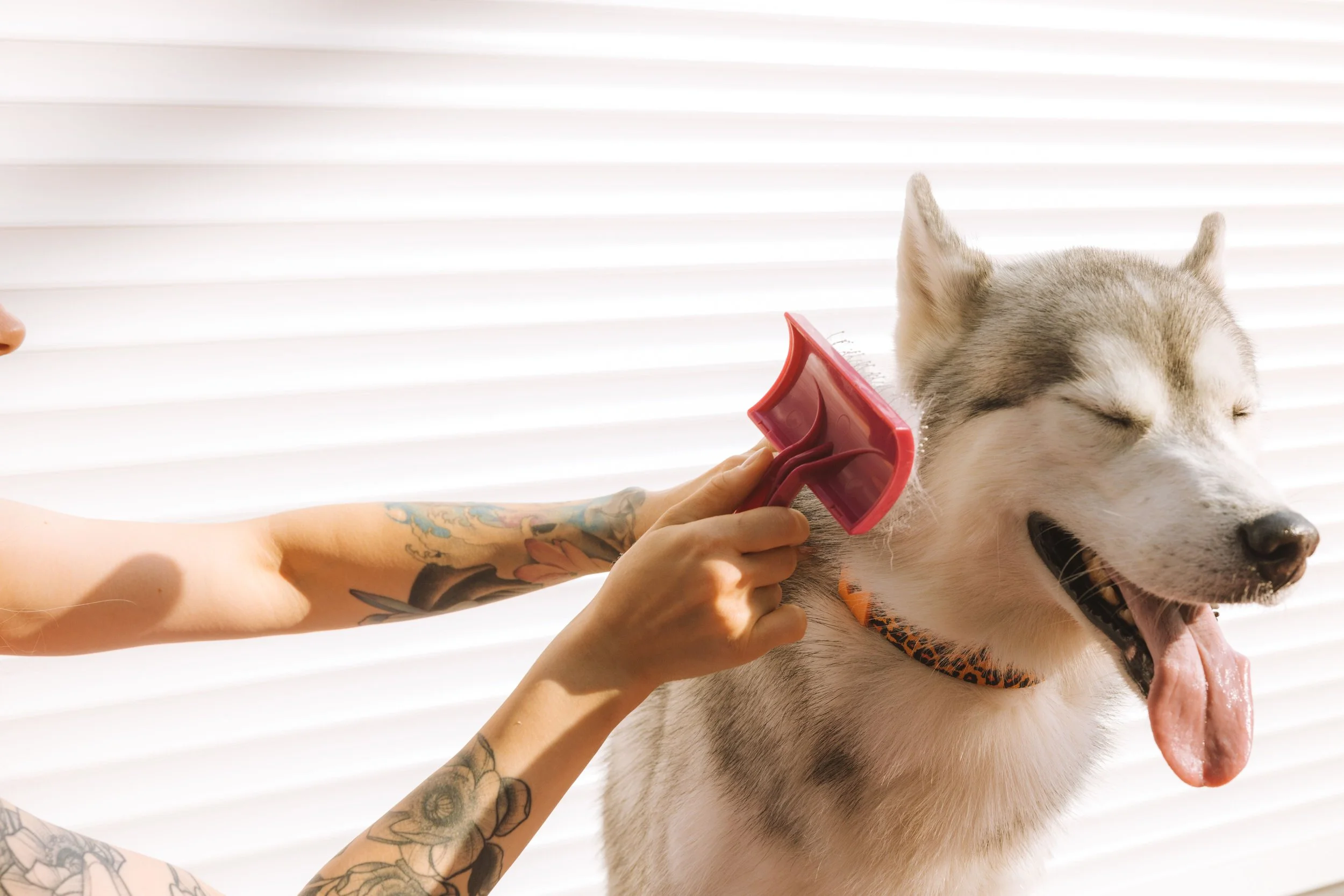 dog_brushing