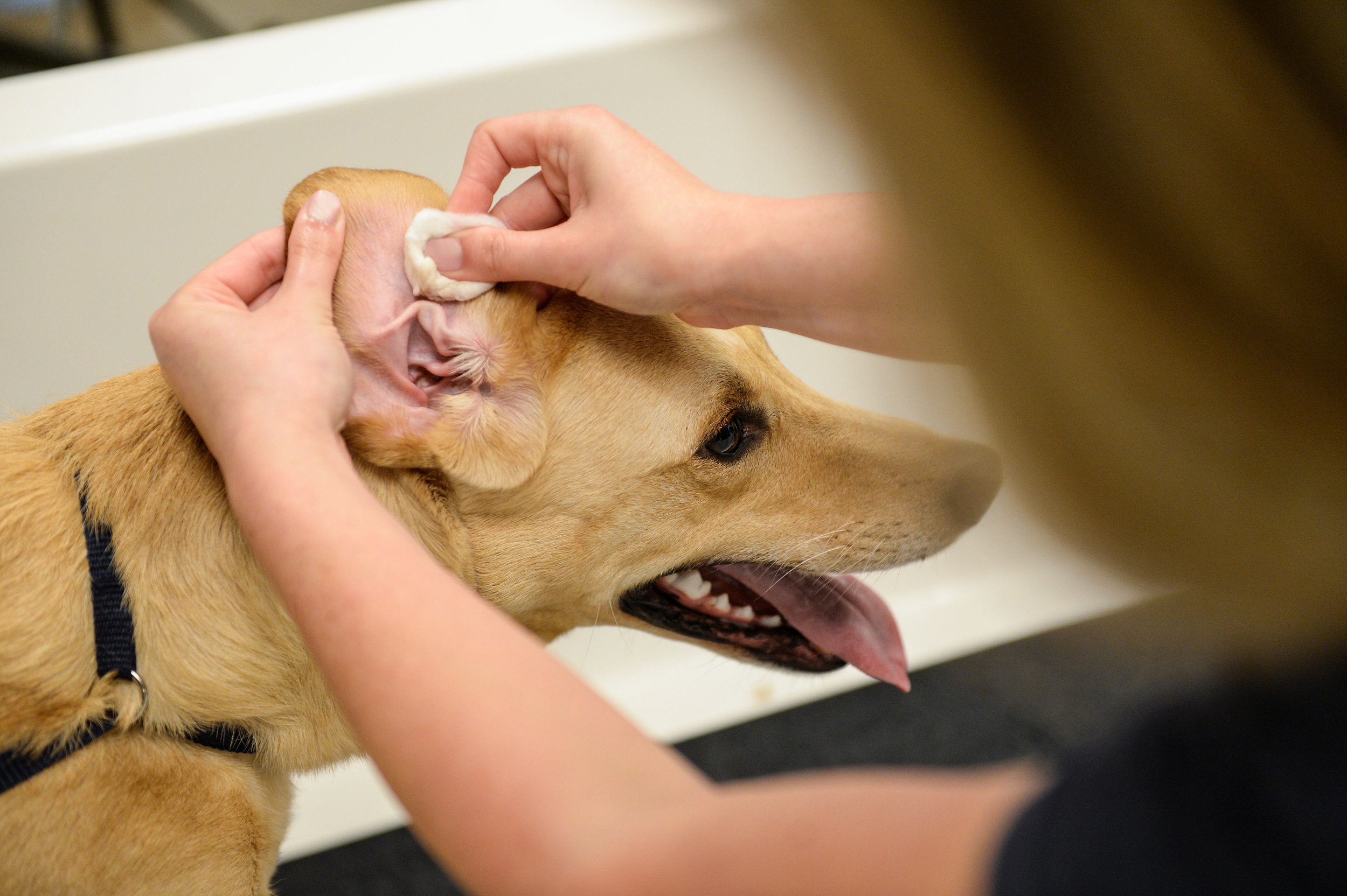 how do you know if your dog has ear infection