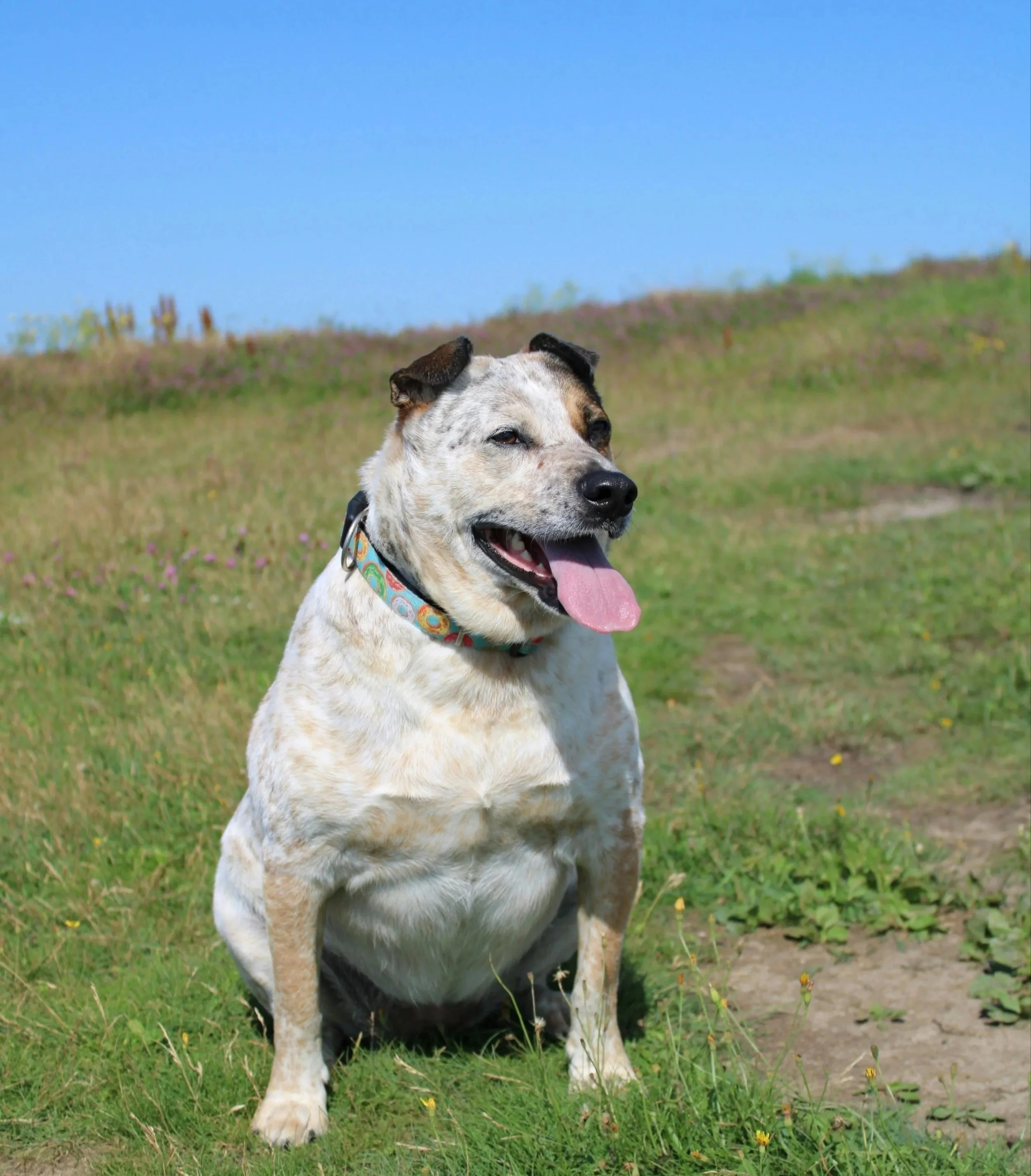 How to tell if your dog is overweight