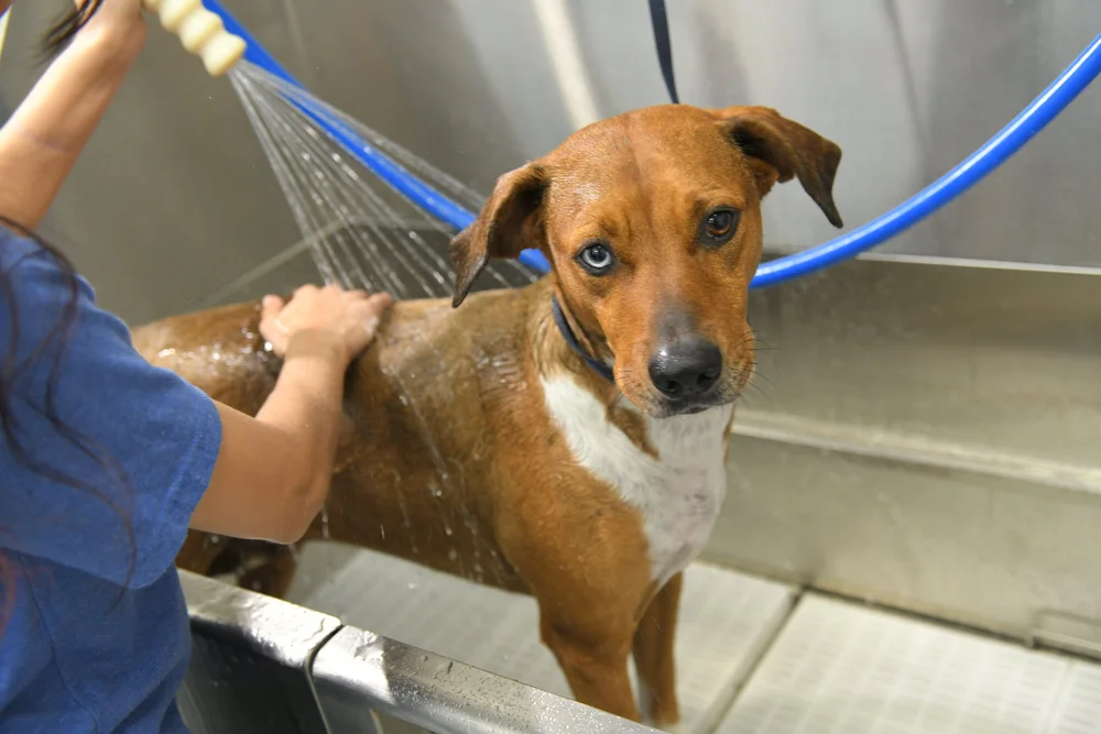 Level City And Guilds Dog Grooming City Guilds Professional Dog