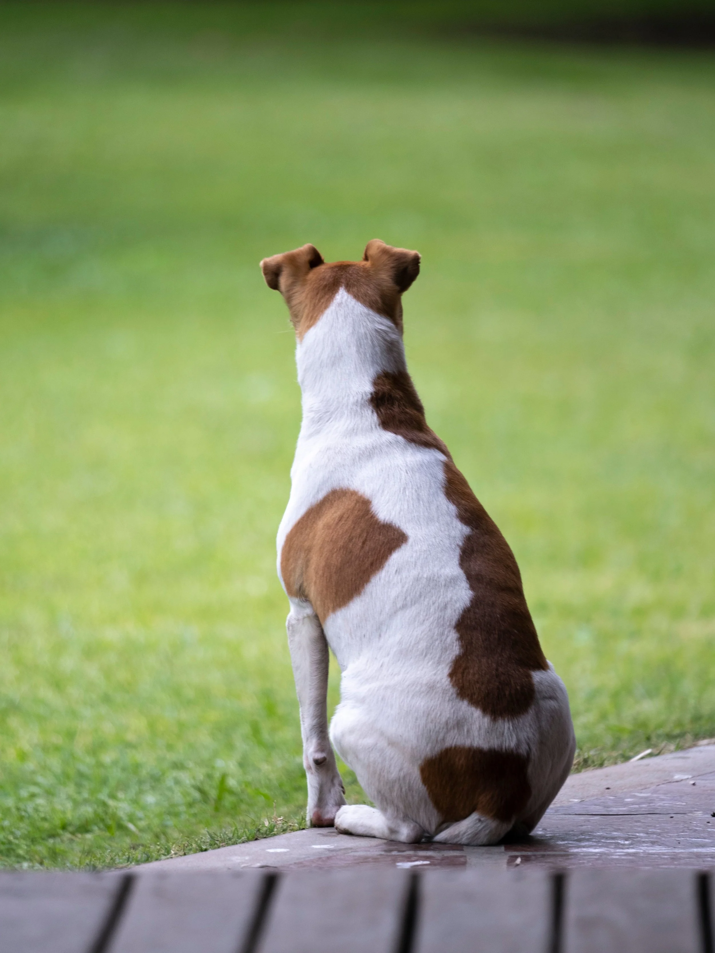 dog_scooting