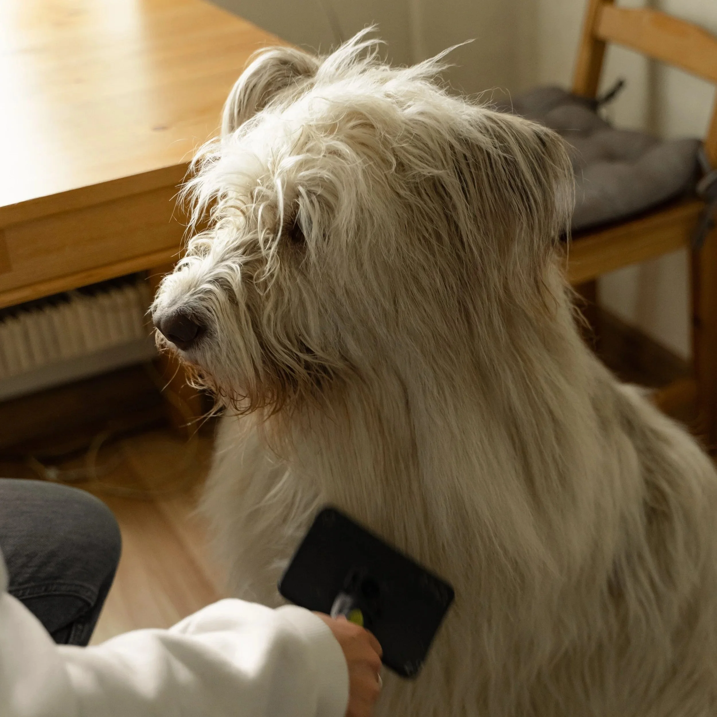 dog_brushing_for_shedding