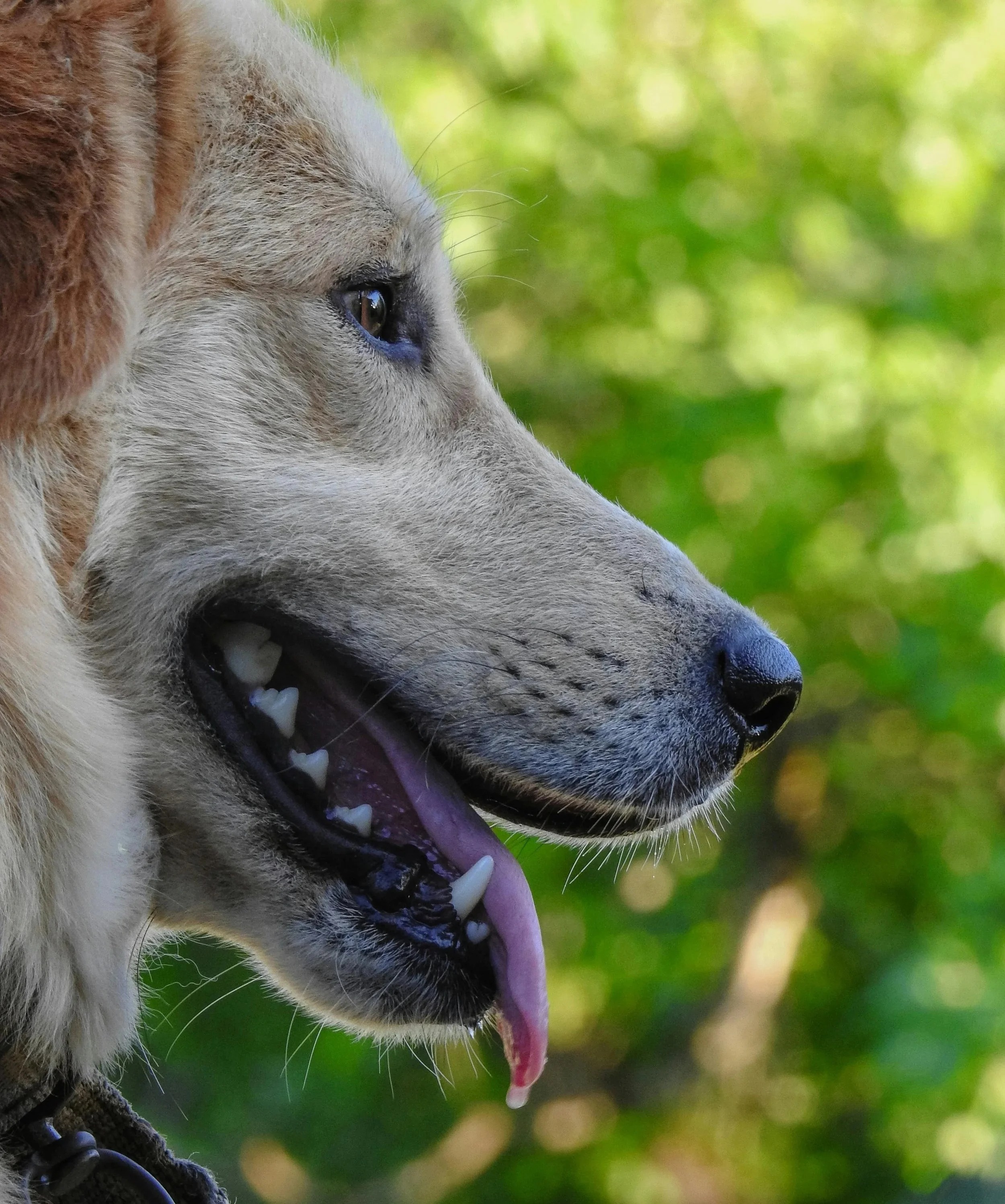 Do dogs get cavities? teeth questions and answers