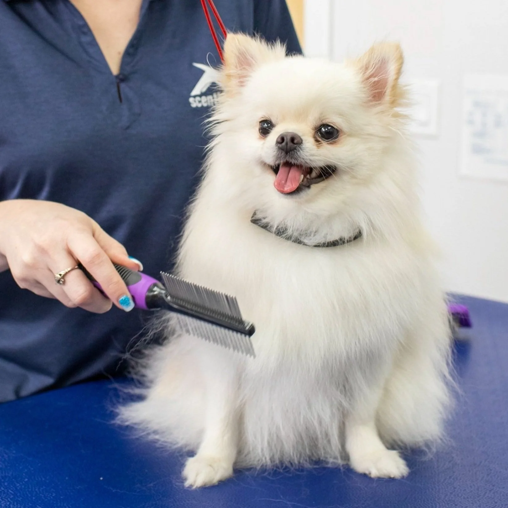 Scenthound Escondido: Affordable Dog Grooming Services