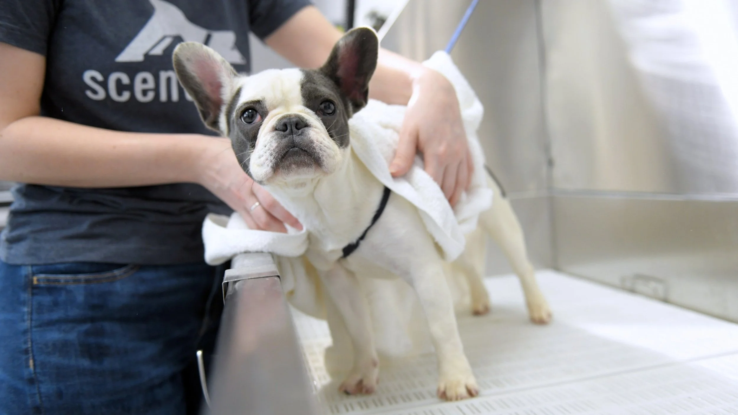 Scenthound: Dog Grooming Services and Routine Care for Dogs