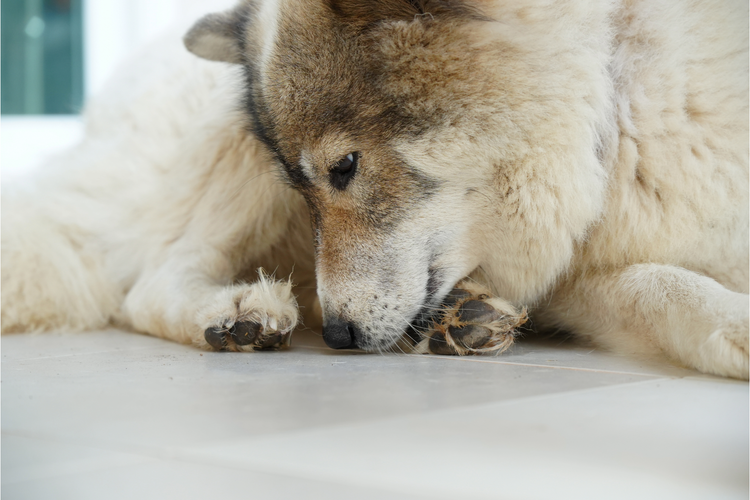 Why Do Dogs Chew and Lick Their Paws? Common Causes and Solutions