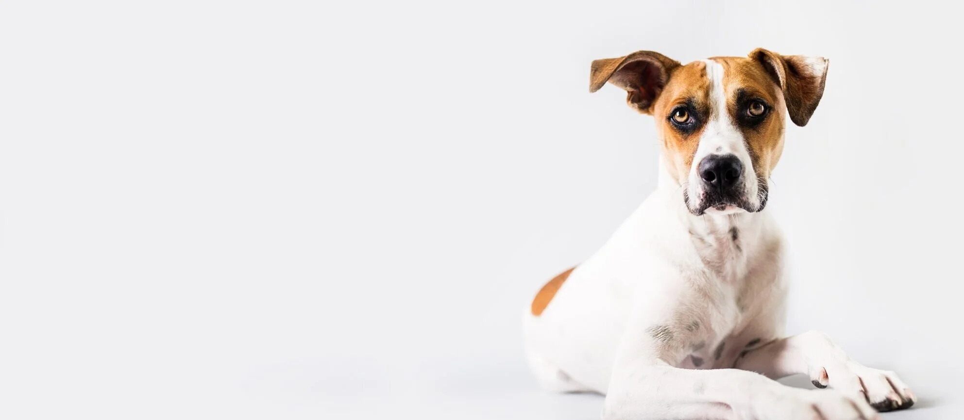 Scenthound Smoky HillCentennial Affordable Dog Grooming Services