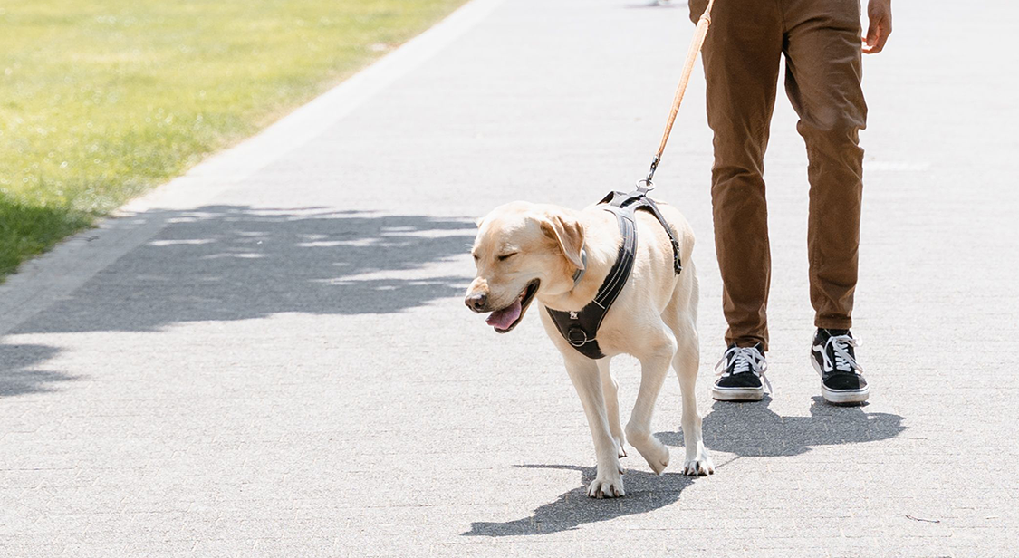dog_walking_on_pavement_summer