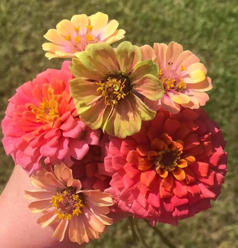 Interview with Tonya Morris on How Growing Flowers is Helping Her Heal