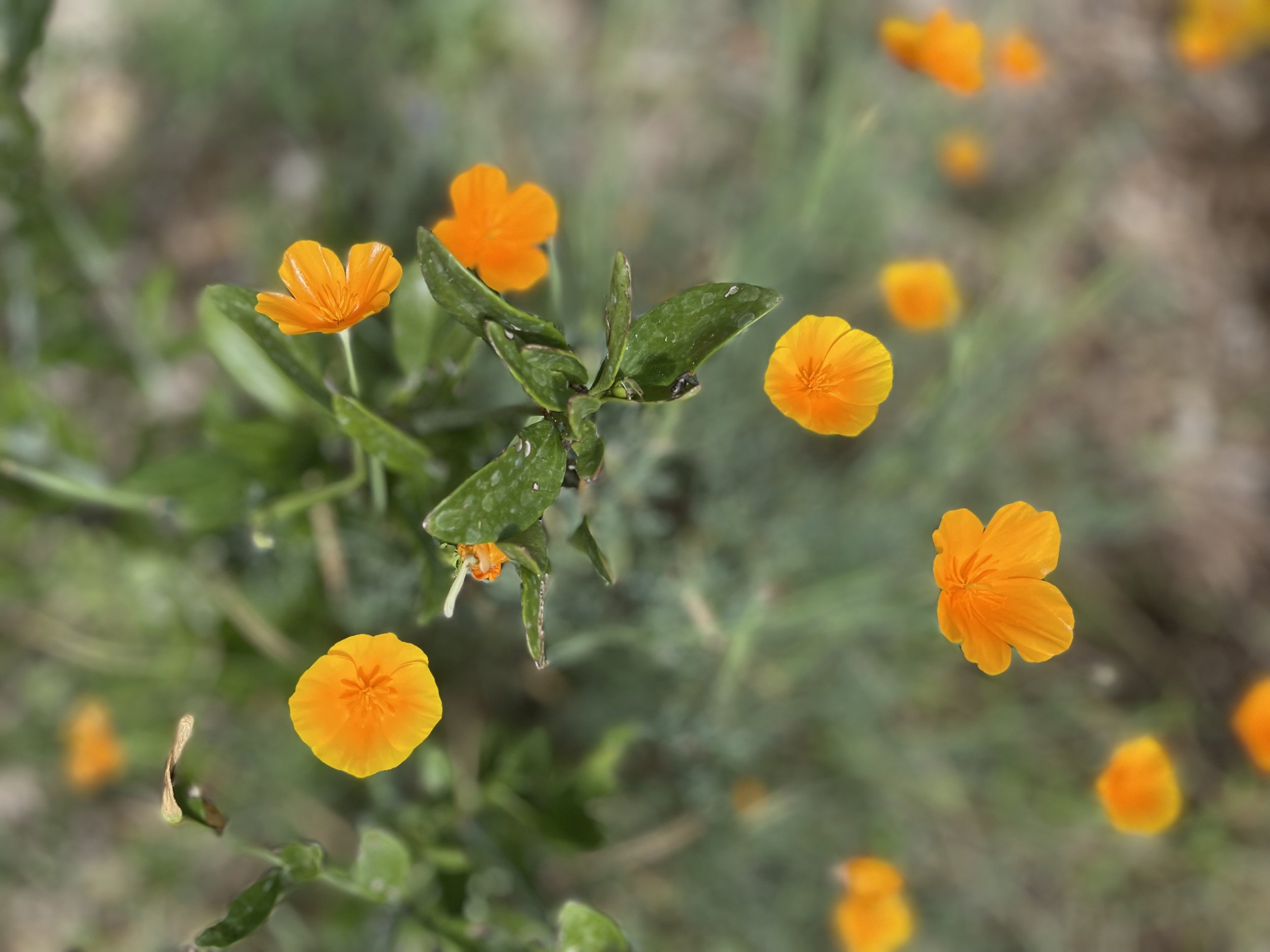 5 California Native Flower Favorites