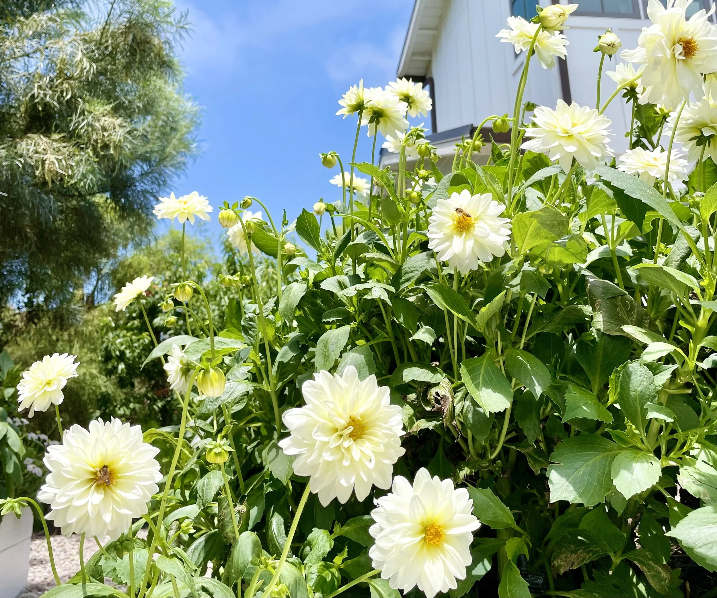 Mindful Gardening Tip: How to Practice “GAIA” In the Garden