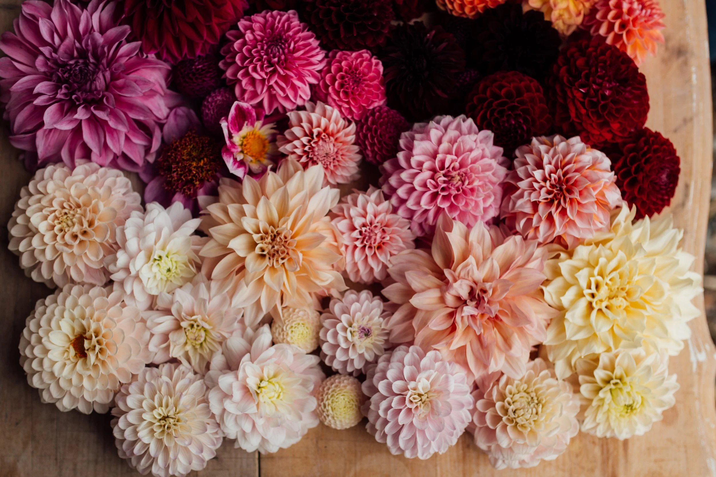 Cultivating Connection Through Growing &amp; Giving Flowers: Interview with Deanna Kitchen