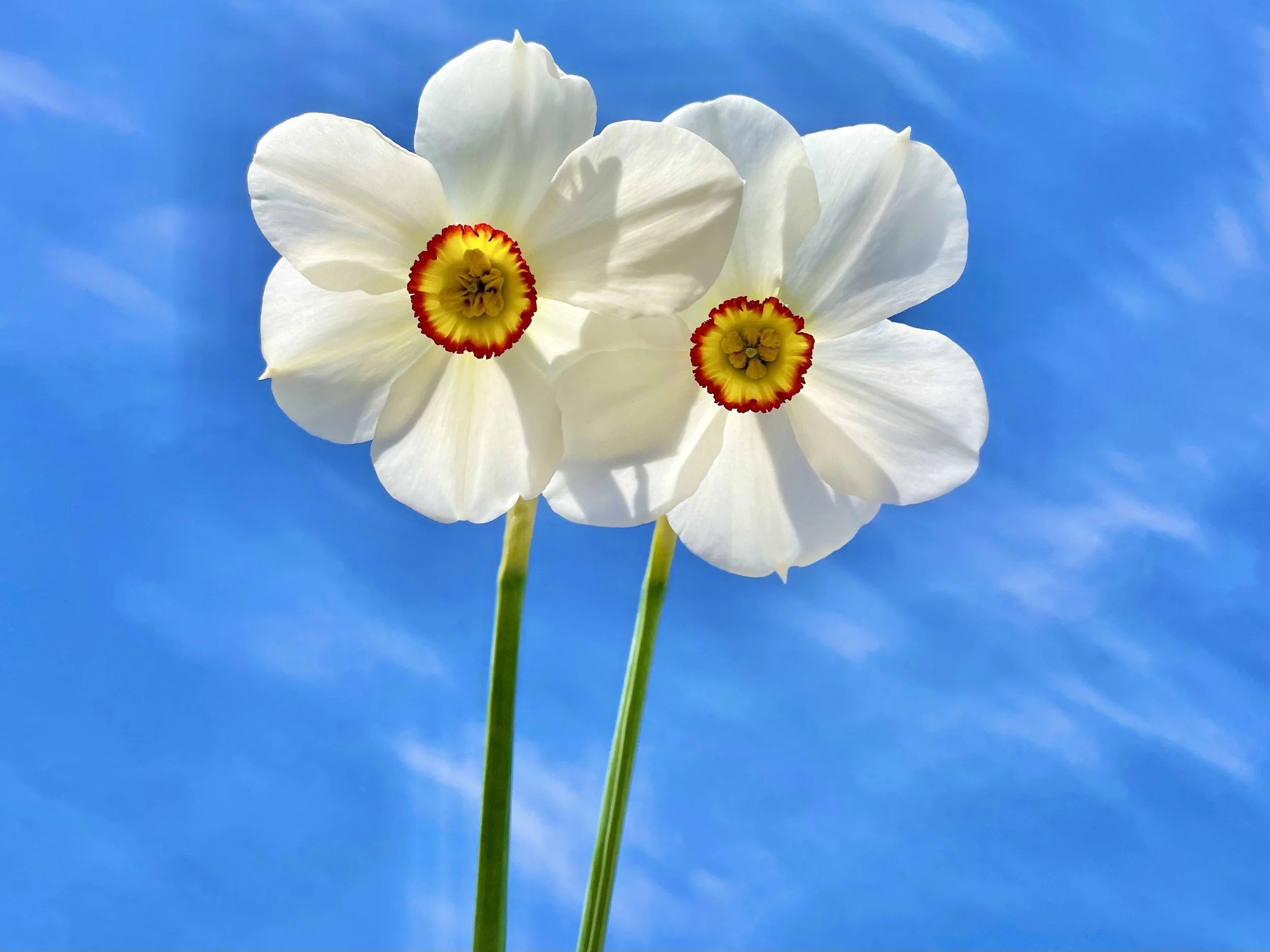 Mindful Gardening Activity: A Date with Nature