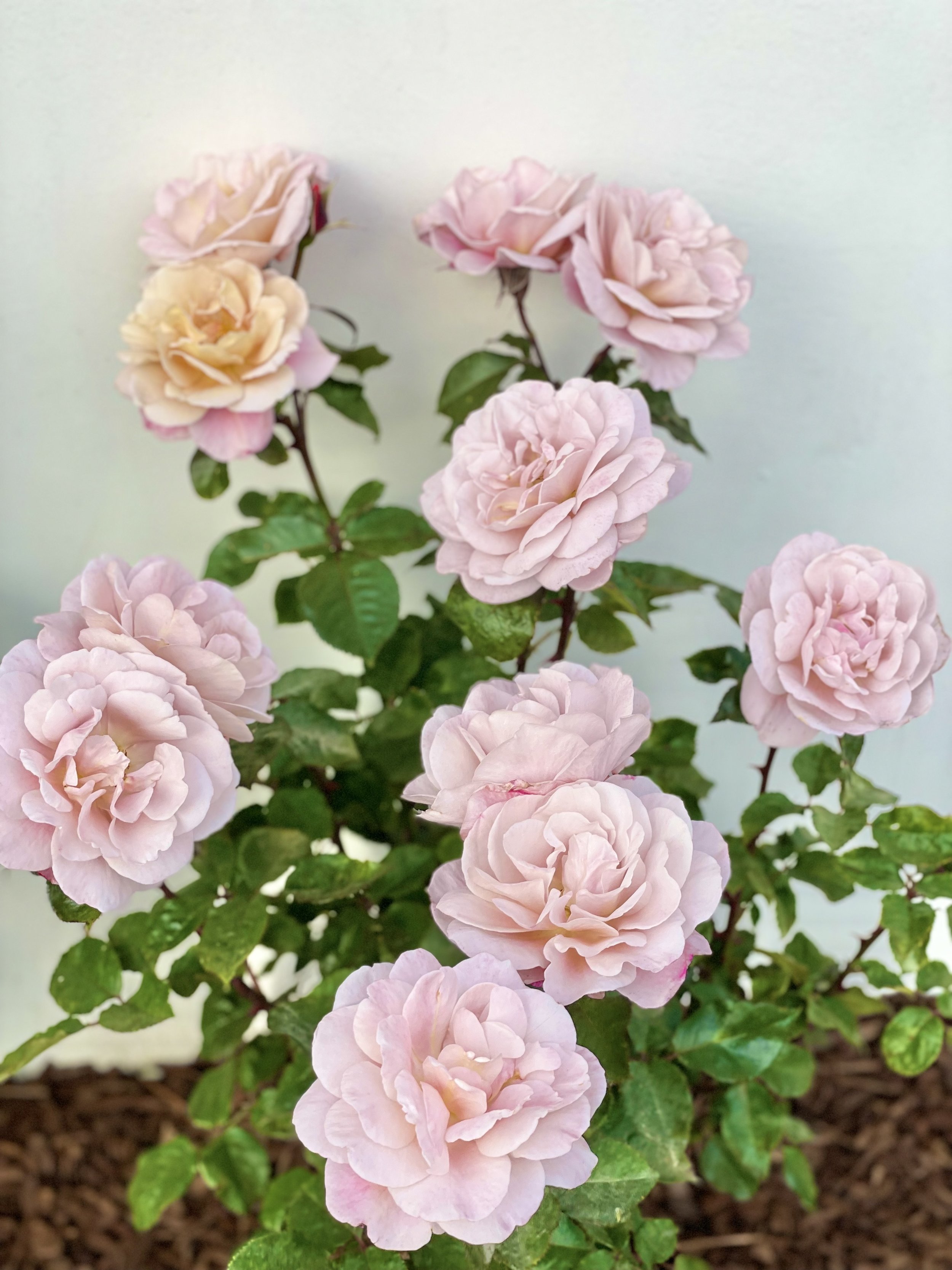 The Flower Remedy Newsletter - Issue 3, June 2023