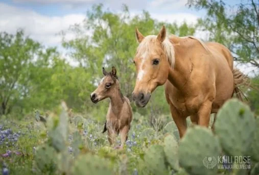 Marble Falls horse.JPG