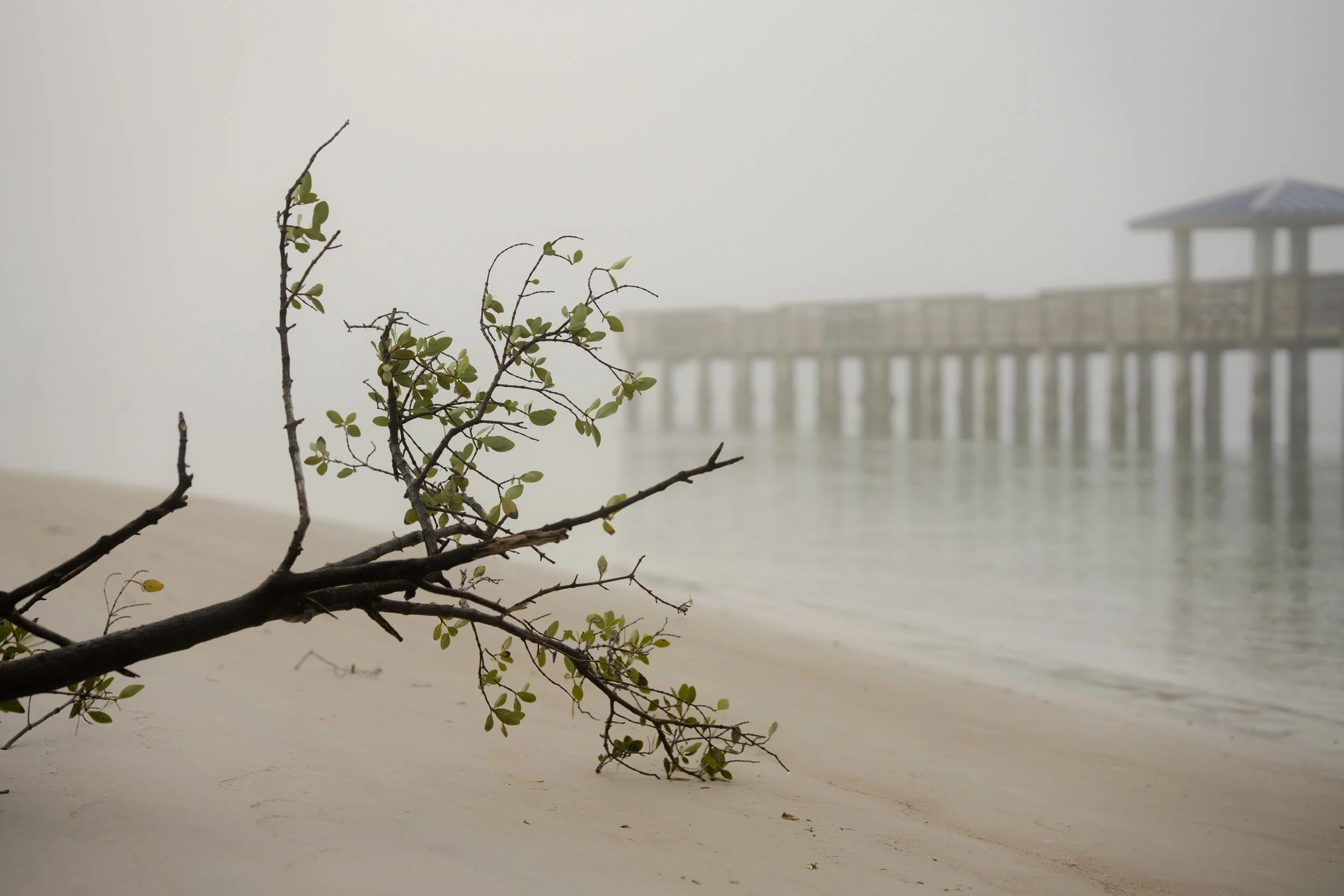 Dreamy-Foggy-Morning.jpg