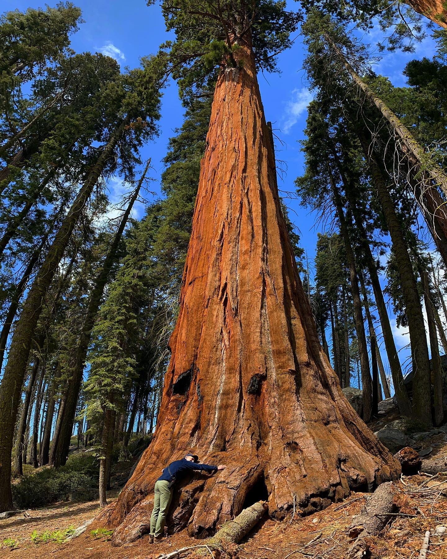 Tree hugs in Sequoia National Park hit different 🌳