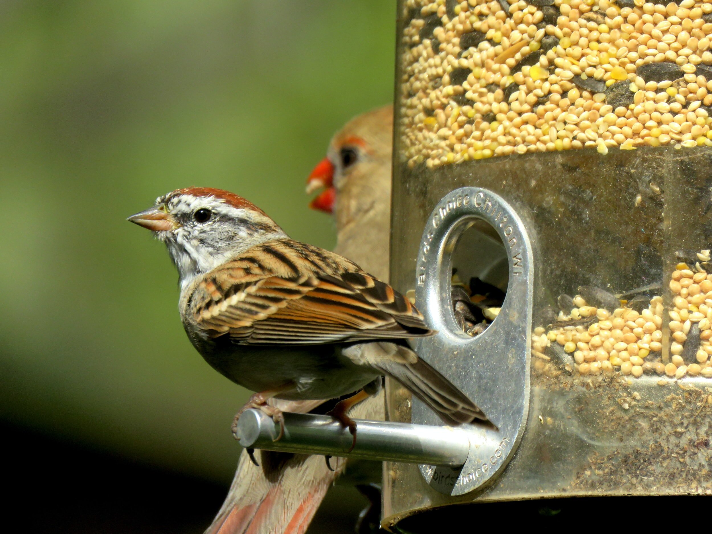 Bird Watch - From More Peace
