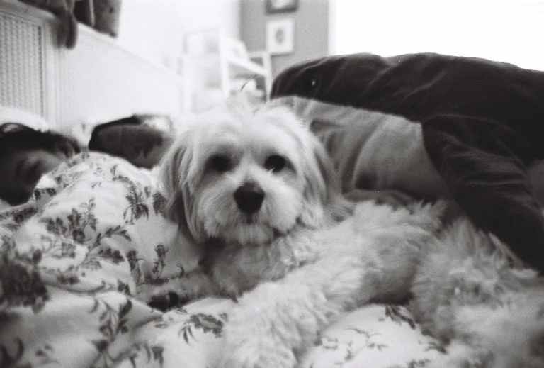 My dog, Peaches