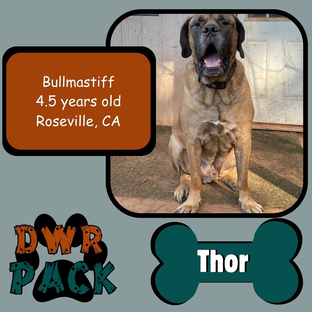 Give a big, wagging welcome to our newest (&amp; maybe the biggest) DWR Pack member!
Introducing this big pupper, Thor, to the Dog Woods Pack!🐶
Thor is a 4.5 year old Bullmastiff! 
📍His hometown is Roseville, CA. 
This was his first vacation at DWR