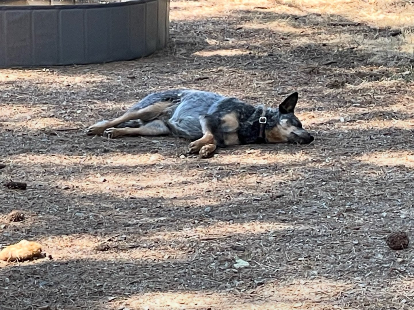 Sometimes you have too much DWR fun, playing too hard and just need to nap in the middle of the yard😂🐾
🐶Annie, 4 year old Australian Cattle Dog from Cool, CA
.
.
.
#dogboarding #dogdaycare #australiancattledog