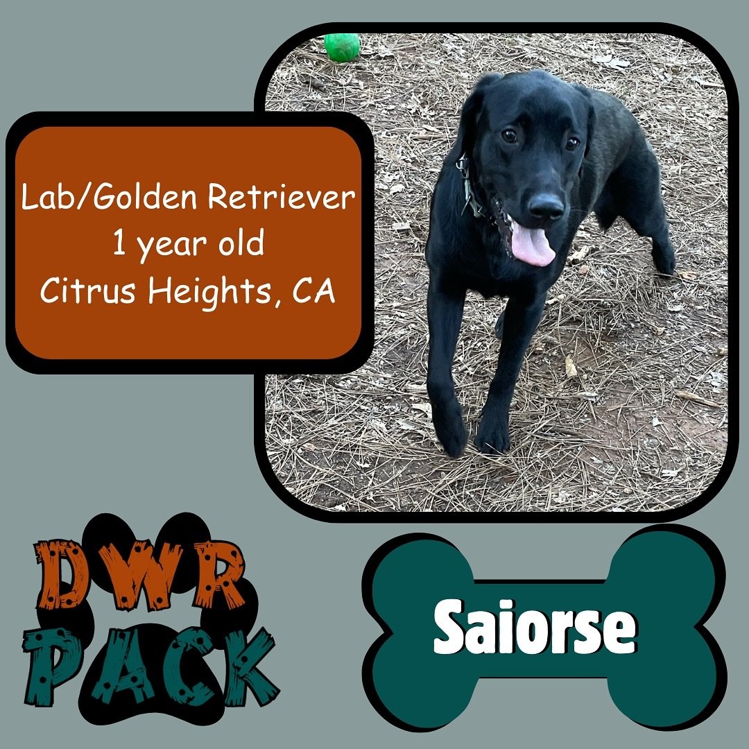 Give a big, wagging welcome to our newest DWR Pack member!
Introducing this little pupper, Saiorse, to the Dog Woods Pack!🐶
Saiorse is a 1 year old Labrador/Golden Retriever! 
📍Her hometown is Citrus Heights, CA. 
This was her first vacation at DWR
