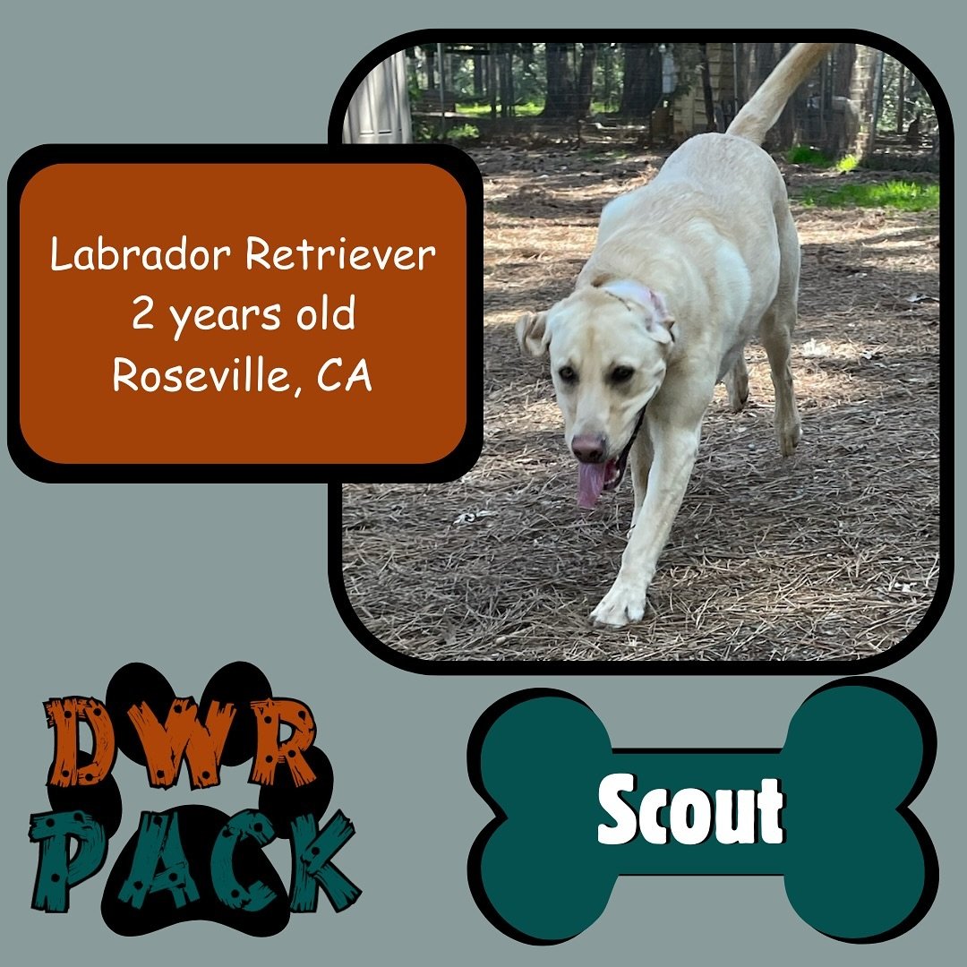 Give a big, wagging welcome to our newest DWR Pack member!
Introducing this cute pupper, Scout, to the Dog Woods Pack!🐶
Scout is a 2 year old Labrador Retriever! 
📍His hometown is Roseville, CA. 
This is his first vacation at DWR!

Curious if DWR w