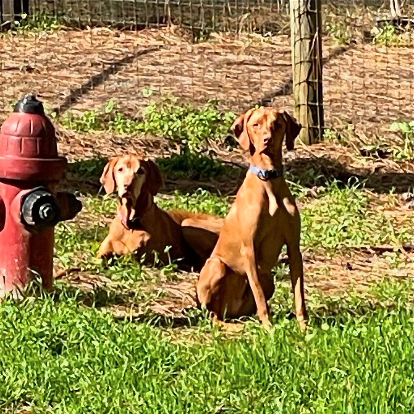 Did someone say dinner time???🐾
🐶Maggie &amp; Oscar, 6.5 year old and 1.5 year old Vizslas from Davis, CA
.
.
.
#dogboarding #dogdaycare #vizsla