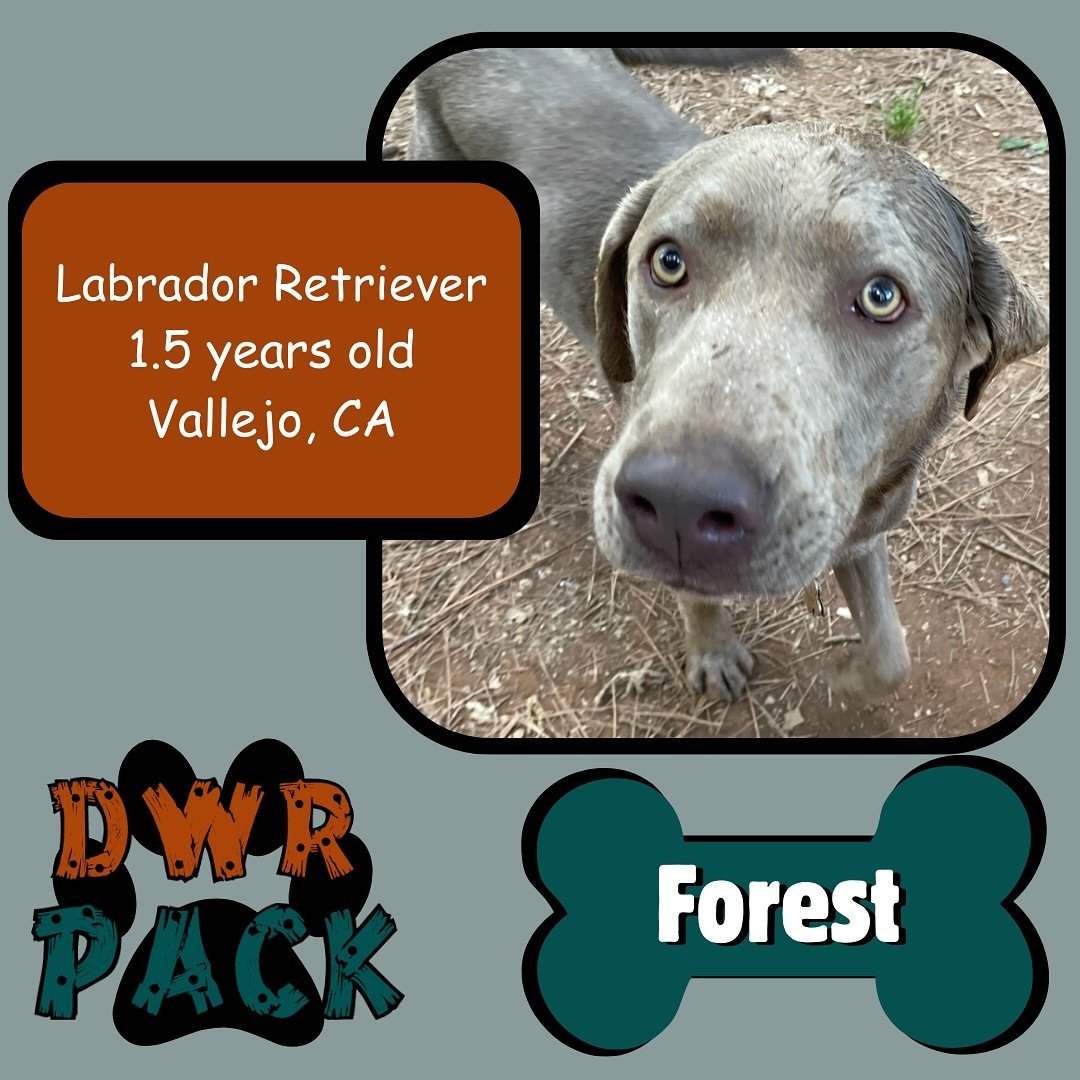 Give a big, wagging welcome to our newest DWR Pack member!
Introducing this handsome pupper, Forest, to the Dog Woods Pack!🐶
Forest is a 1.5 year old Labrador Retriever! 
📍His hometown is Vallejo, CA. 
This is his first vacation at DWR!

Curious if