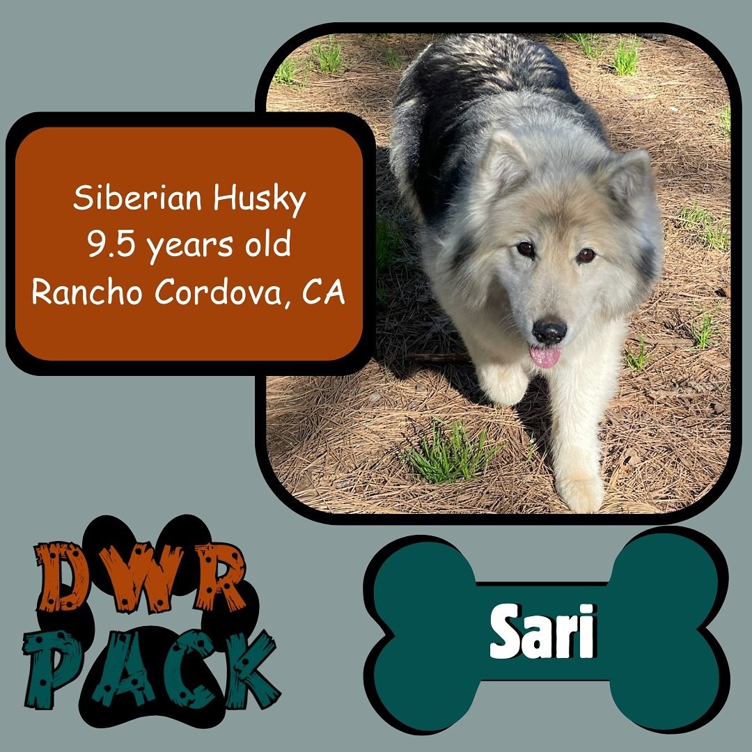 Give a big, wagging welcome to our newest DWR Pack member!
Introducing this furry pupper, Sari, to the Dog Woods Pack!🐶
Sari is a 9.5 year old Siberian Husky. 
📍Her hometown is Rancho Cordova, CA. 
This is her first vacation at DWR!

Curious if DWR