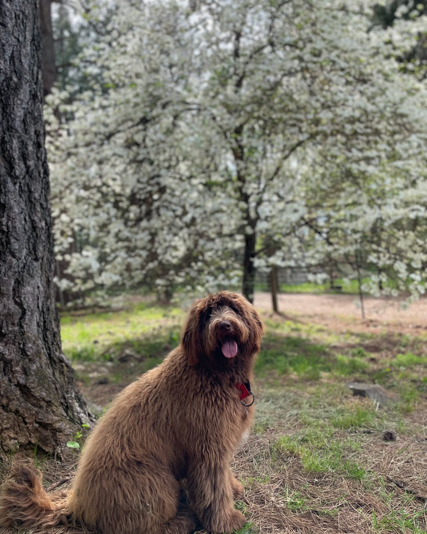Spring is in the air at DWR and our Dogwood is blooming😍 Grizzly is the 1st pup of our Dogwood series&hellip;stay tuned for more pup selfies coming soon🐾
🐶Grizzly, 9 month old Golden Aussie Doodle from Cool, CA
.
.
.
#goldendoodle #aussie #dogboar