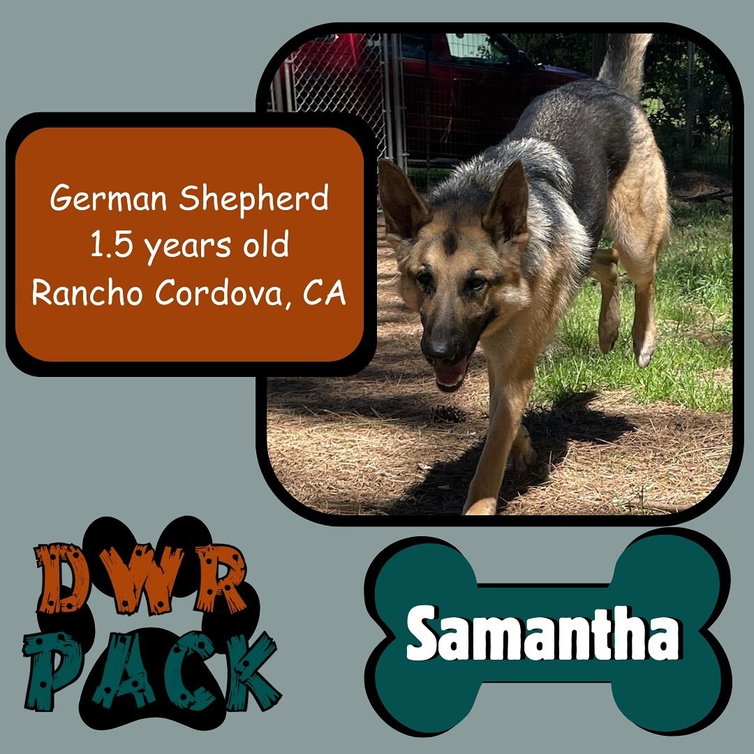 Give a big, wagging welcome to our newest DWR Pack member!
Introducing this beautiful pupper, Samantha, to the Dog Woods Pack!🐶
Samantha is a 1.5 year old German Shepherd. 
📍Her hometown is Rancho Cordova, CA. 
This is her first vacation at DWR!

C
