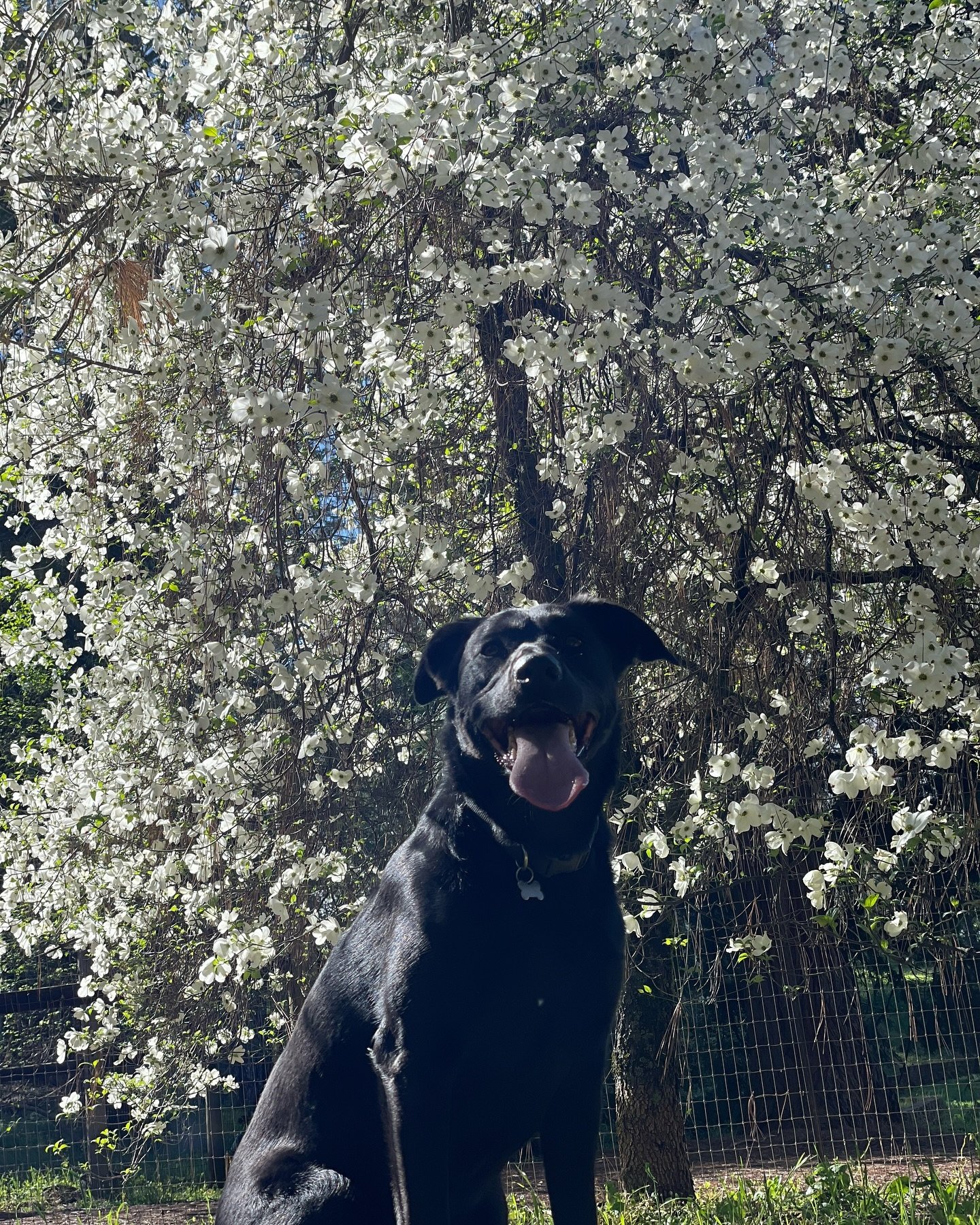 April showers bring May Dogwood flowers😍 
Joleen enjoying the blooms in the yard🐾
🐶Joleen, 2.5 year old Black Lab Mix from South Lake Tahoe, CA
.
.
.
#blacklab #dogboarding #dogdaycare