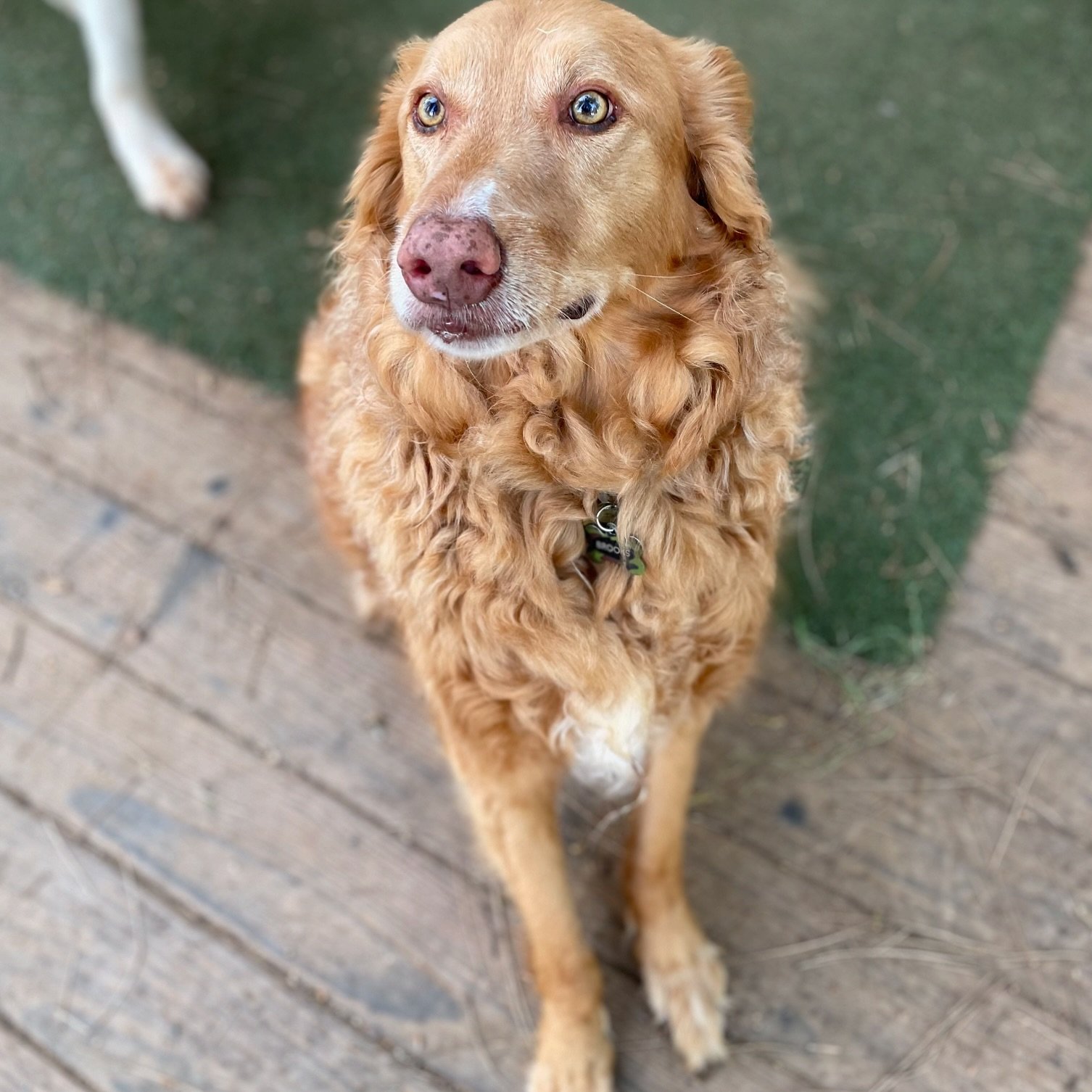 Brooks is quite the dapper gentleman🐶🐾
🐶Brooks, 8 year old Golden Retriever/Border Collie Mix from Grass Valley, CA
.
.
.
#dogboarding #dogdaycare #goldenretriever #bordercollie
