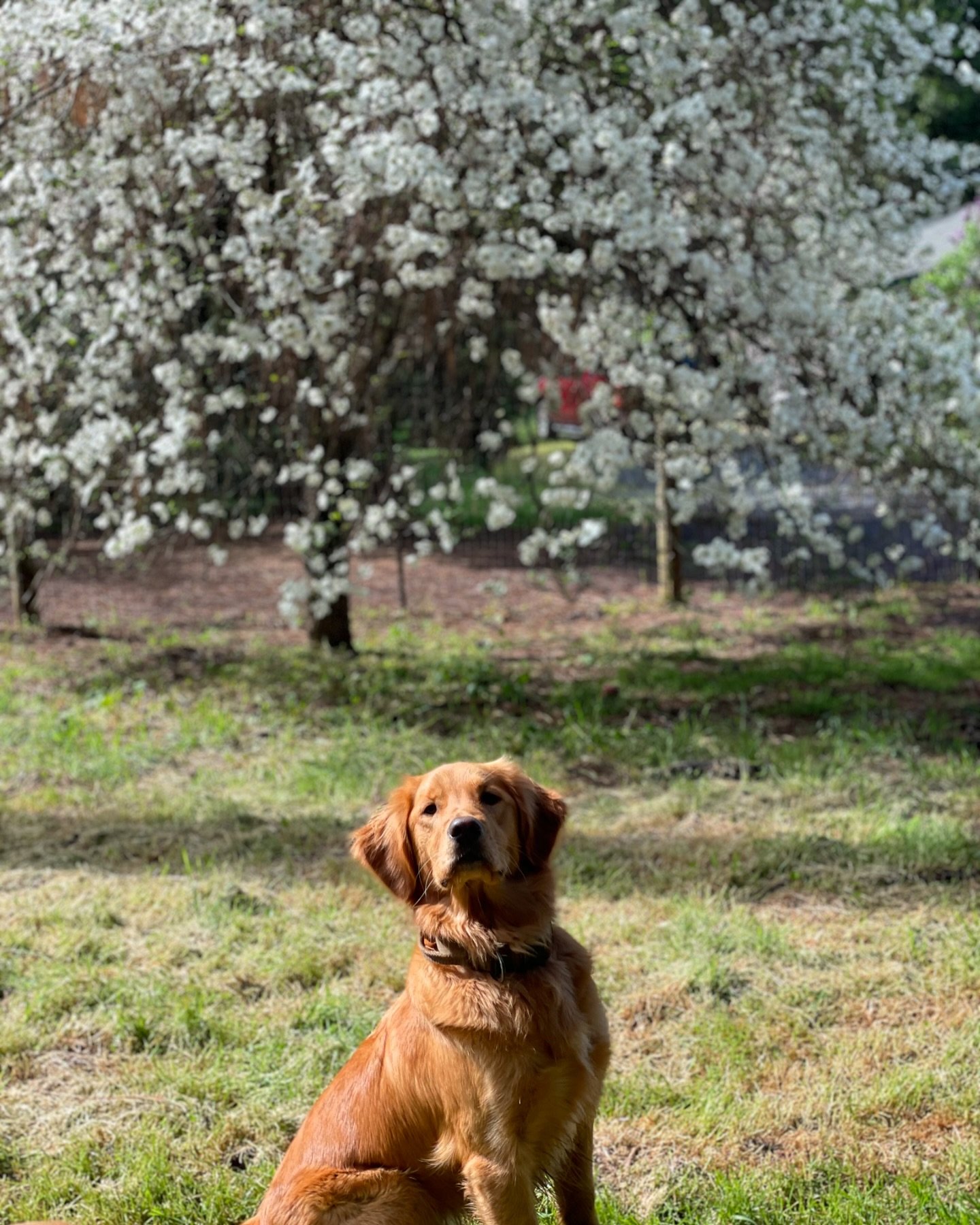 Zoey loves DWR spring time and hanging out by the Dogwood tree😍🐾
🐶Zoey, 1 year old Golden Retriever from Pilot Hill, CA
.
.
.
#goldenretriever #dogboarding #dogdaycare