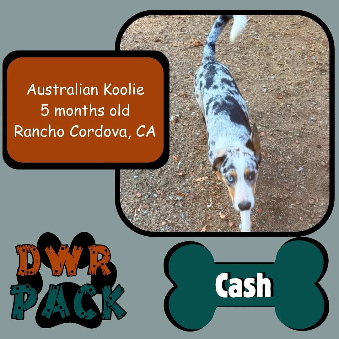 🐾 Meet Cash 🐾
We&rsquo;re so excited to introduce our newest pack member! Cash, a 5 month old Australian Koolie from Rancho Cordova, CA🐶
This cutie is already melting hearts with those puppy eyes and floppy ears. Cash is curious, playful, and alwa
