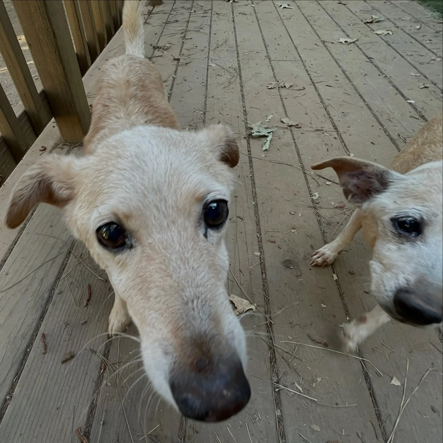 If your pup has been a good dog this week (and we know they have 😉), it&rsquo;s the perfect time to schedule a weekend getaway for you and for them!🐶

Reserve their spot today and give your pup the tail-wagging vacation they deserve🐾
🐶Mayhem &amp