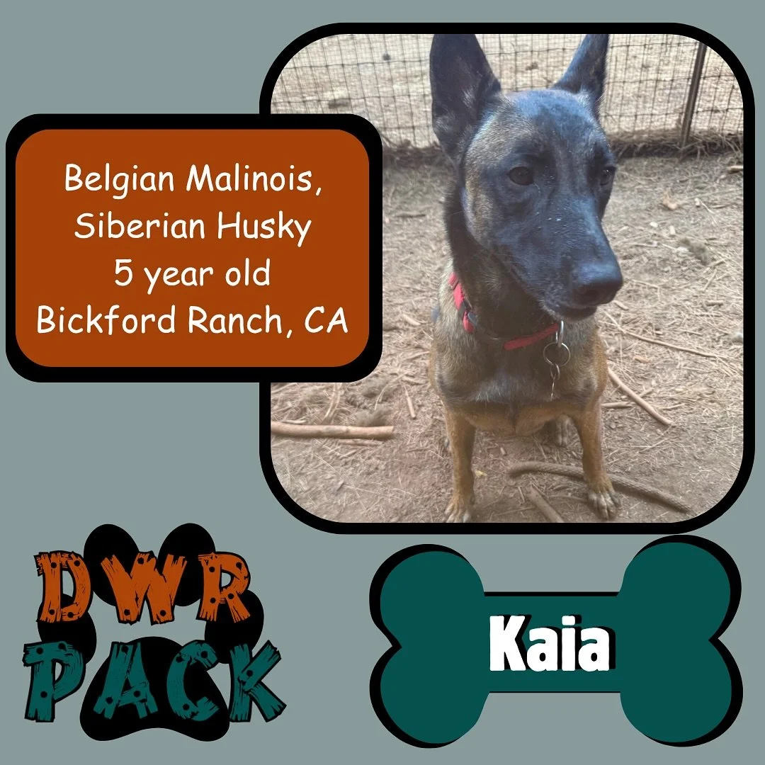 🐾✨ Say hello to Kaia! ✨🐾

This almost 5 yearold beauty is a Belgian Malinois, Siberian Husky mix, and she&rsquo;s already winning hearts around here💕 Kaia just wrapped up her second visit with us and we&rsquo;re so excited that she&rsquo;ll be bac
