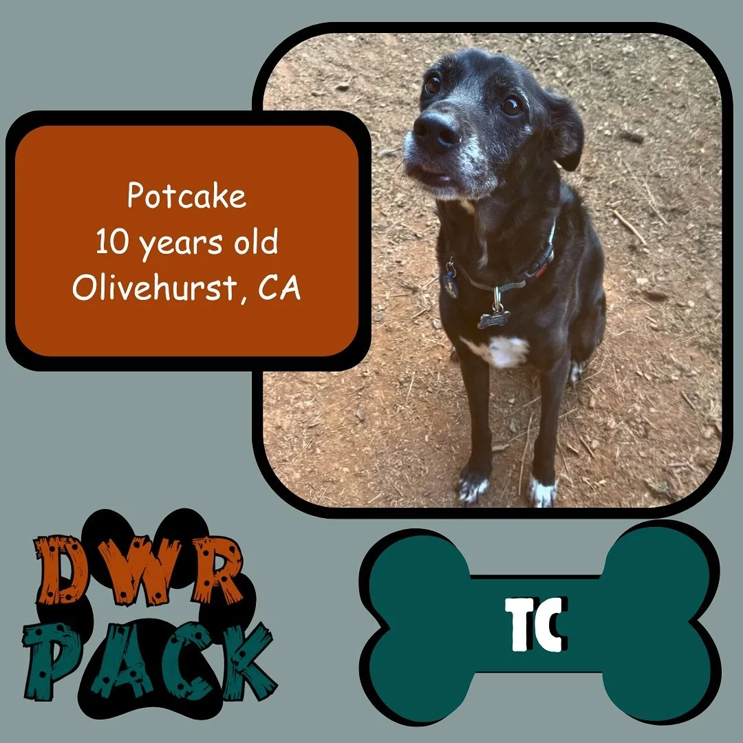 🌴🐾 Meet TC! 🐾🌴

This handsome 10 year old Potcake has such a special story💚 When he was just a tiny 3 month old pup, his pawrent adopted him all the way from Turks &amp; Caicos&hellip;and he&rsquo;s been living the good life ever since! From isl