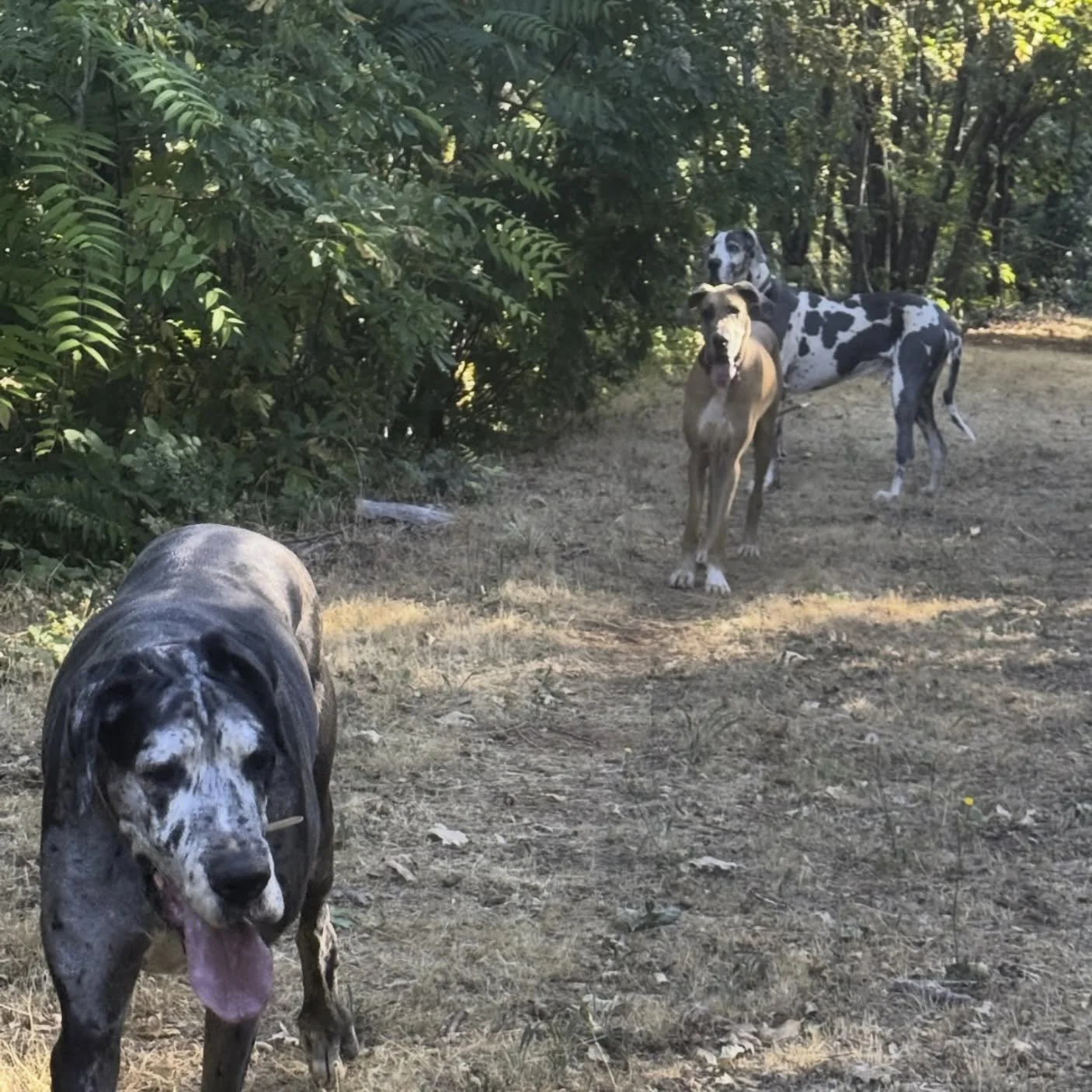 🐾 Pack Patrol Alert! 🐾
Tweety, Tonka, and Tater are on the lookout and they&rsquo;ve spotted the holidays sneaking up fast! 🎁🐶

If your travel plans are set (or still in the works), don&rsquo;t forget your pup&rsquo;s holiday getaway at DWR!🌲 Co