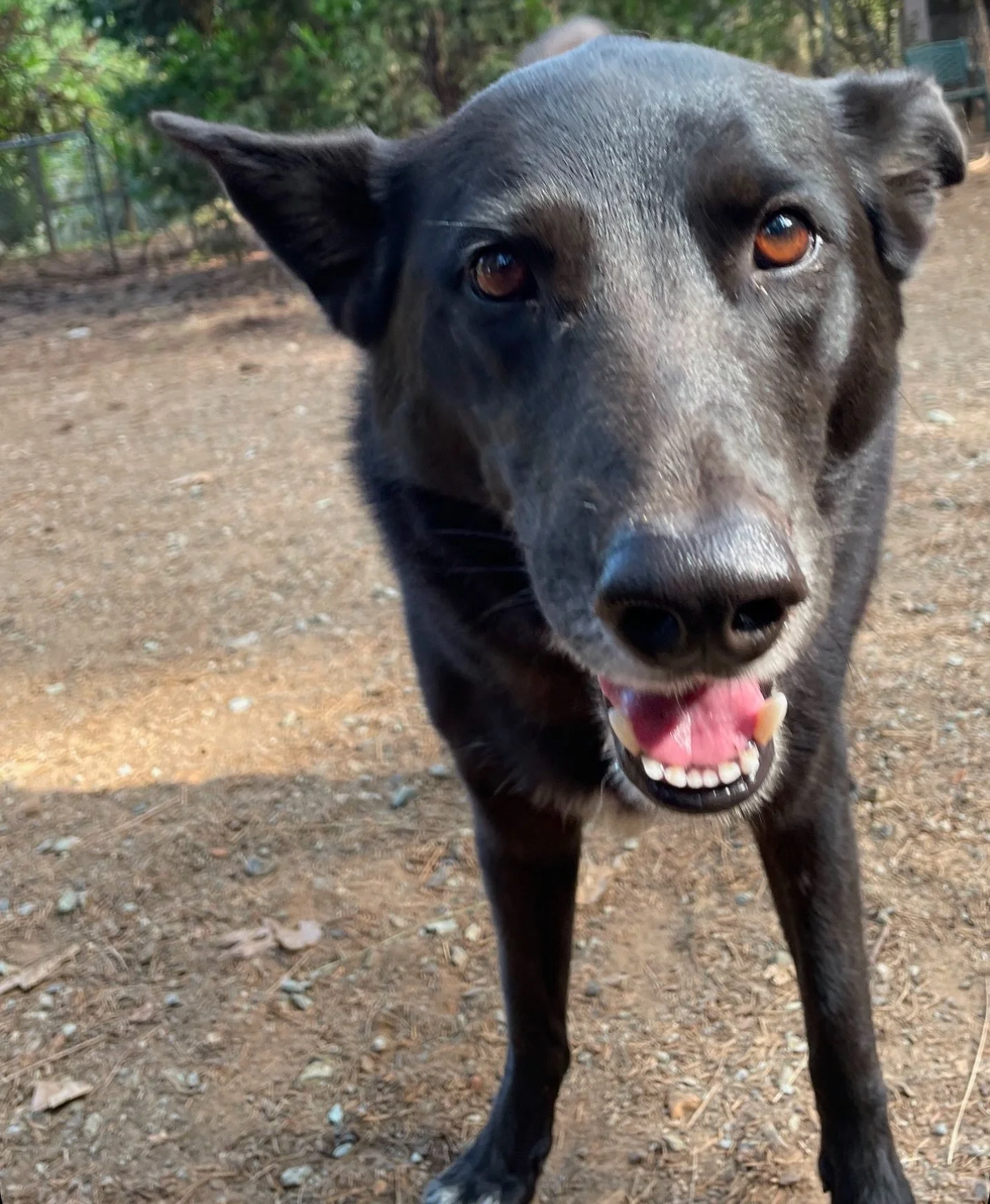 One of our regulars and total pro at living her best Dog Woods life! 
Piglet&rsquo;s advice to new pack members: naps, sniffs, repeat 💛
Those eyes say it all: &ldquo;pet me or throw the ball.&rdquo;
🐶Piglet, 5.5 year old German Shepherd mix from Ke