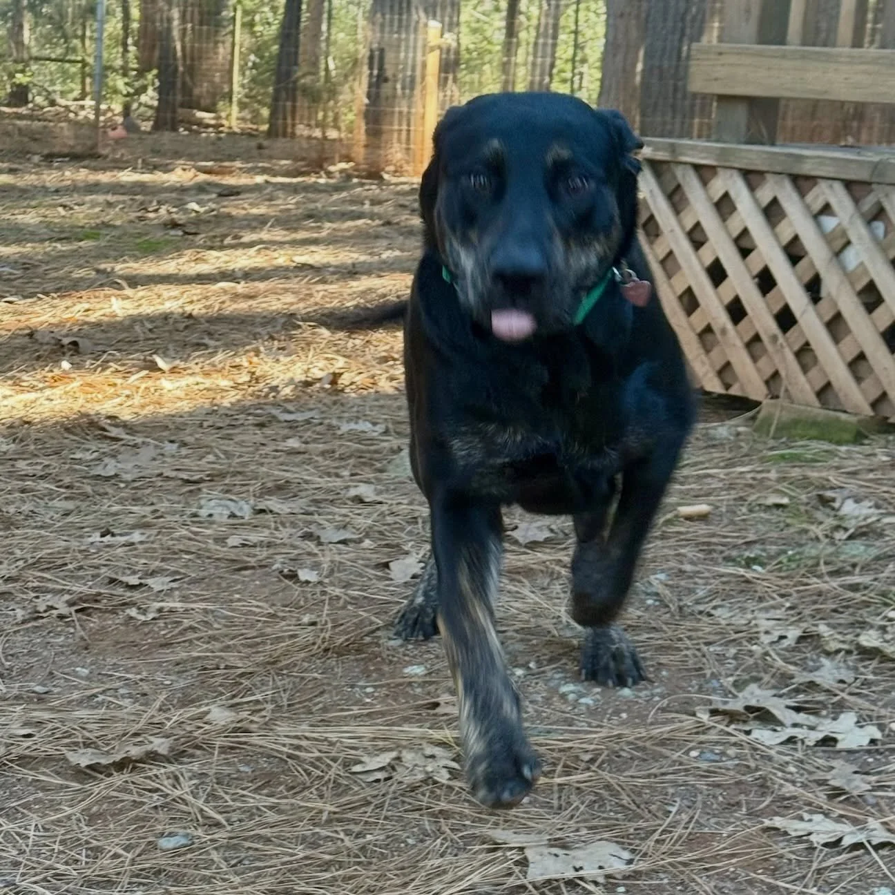 Asha has got to keep on movinnnn’ right into the weekend! Can your pup keep up with her? Book their stay today and find out!๐พ
๐ถAsha, 1 year old Lab/Mastiff Mix from Cool, CA 
๐ Garden Valley, CA
โ๏ธ 530-333-2117
๐ง reservations@dogwoodsresor