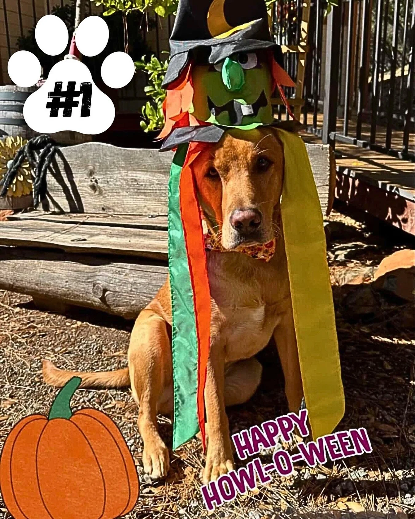 ๐ธ Our 1st entry for DWR’s 5th Annual Pup Howl-o-ween Costume Contest is in!
๐พ Vote for Gideon @namagarita by liking this post!
What costume does your pup have their eyes on? ๐ป
โจ Dress them up, tag us @dogwoodsresort, and use #DWRpuphowlowee