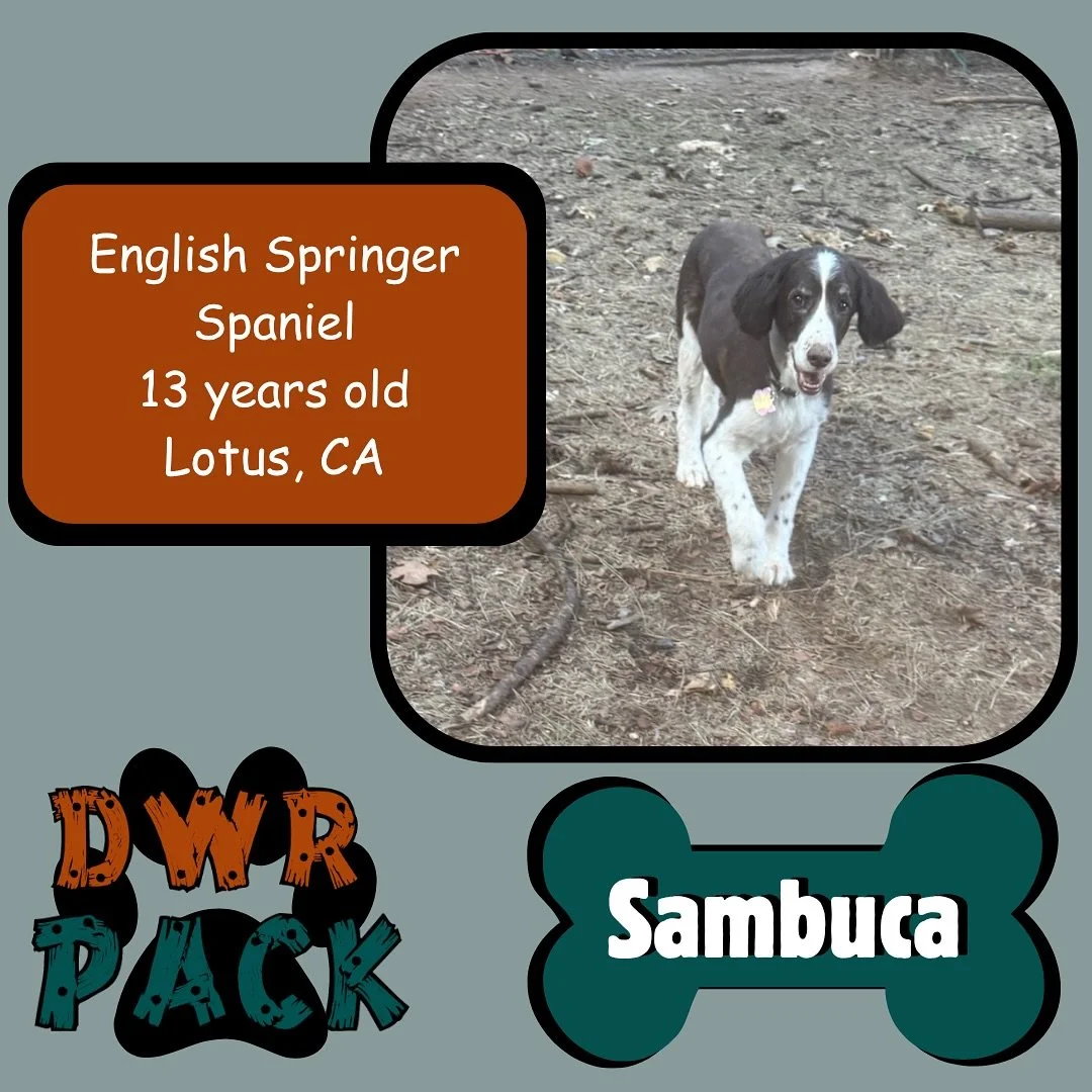 Introducing Sambuca & Muddy ๐พ
Sambuca is a sweet 13 year old English Springer Spaniel and Muddy is a playful 1.5 year old Épagneul Bleu de Picardievisiting. They are visiting from Lotus, CA for their very first vacation at Dog Woods Reso