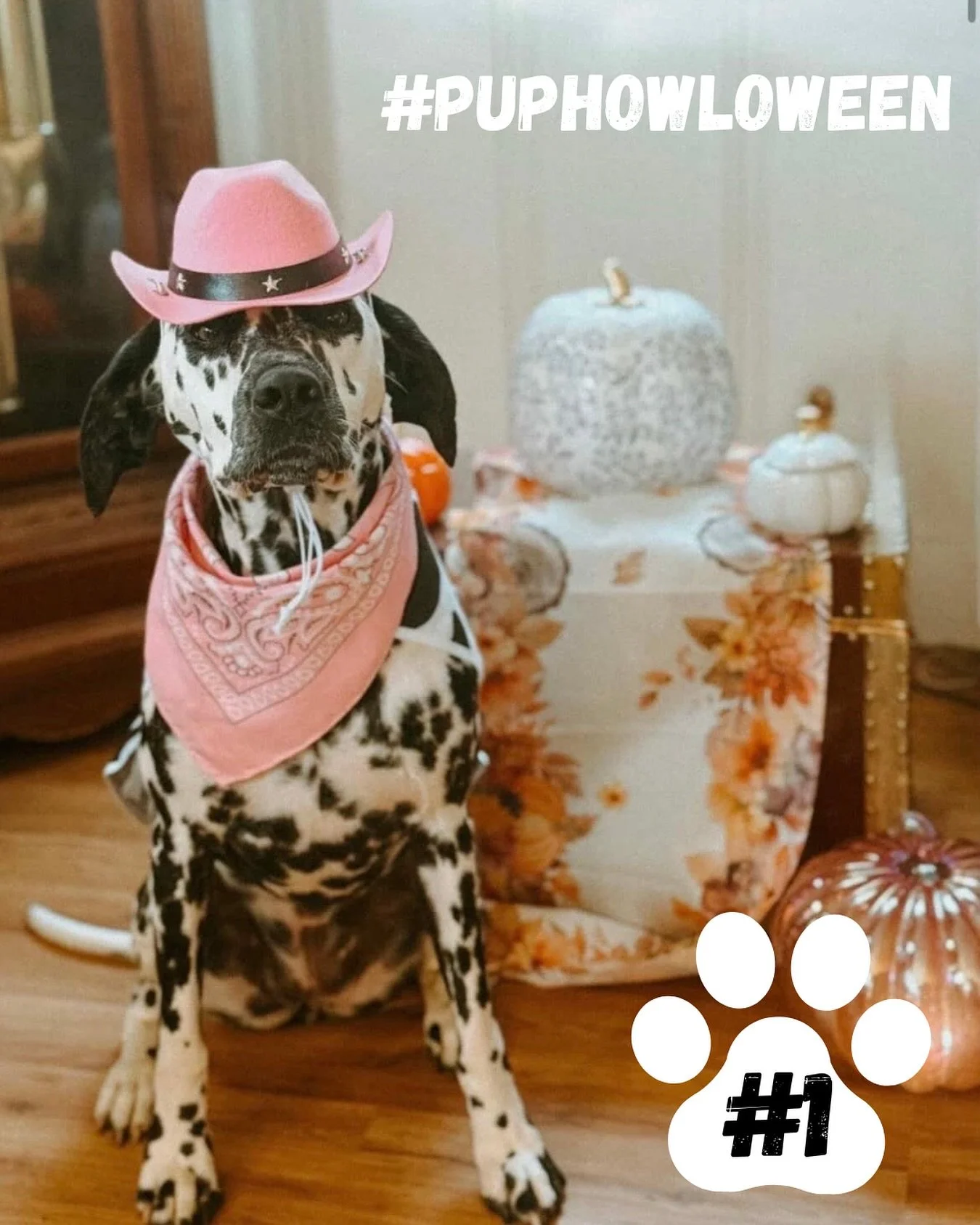 ๐ธ We got a cowgirl for our 2nd entry for DWR’s 5th Annual Pup Howl-o-ween Costume Contest!
๐พ Vote for Sylvie @sandy_lovestherubicon by liking this post!
What will your pup be this year? ๐ป
โจ Dress them up, tag us @dogwoodsresort, and use #DW
