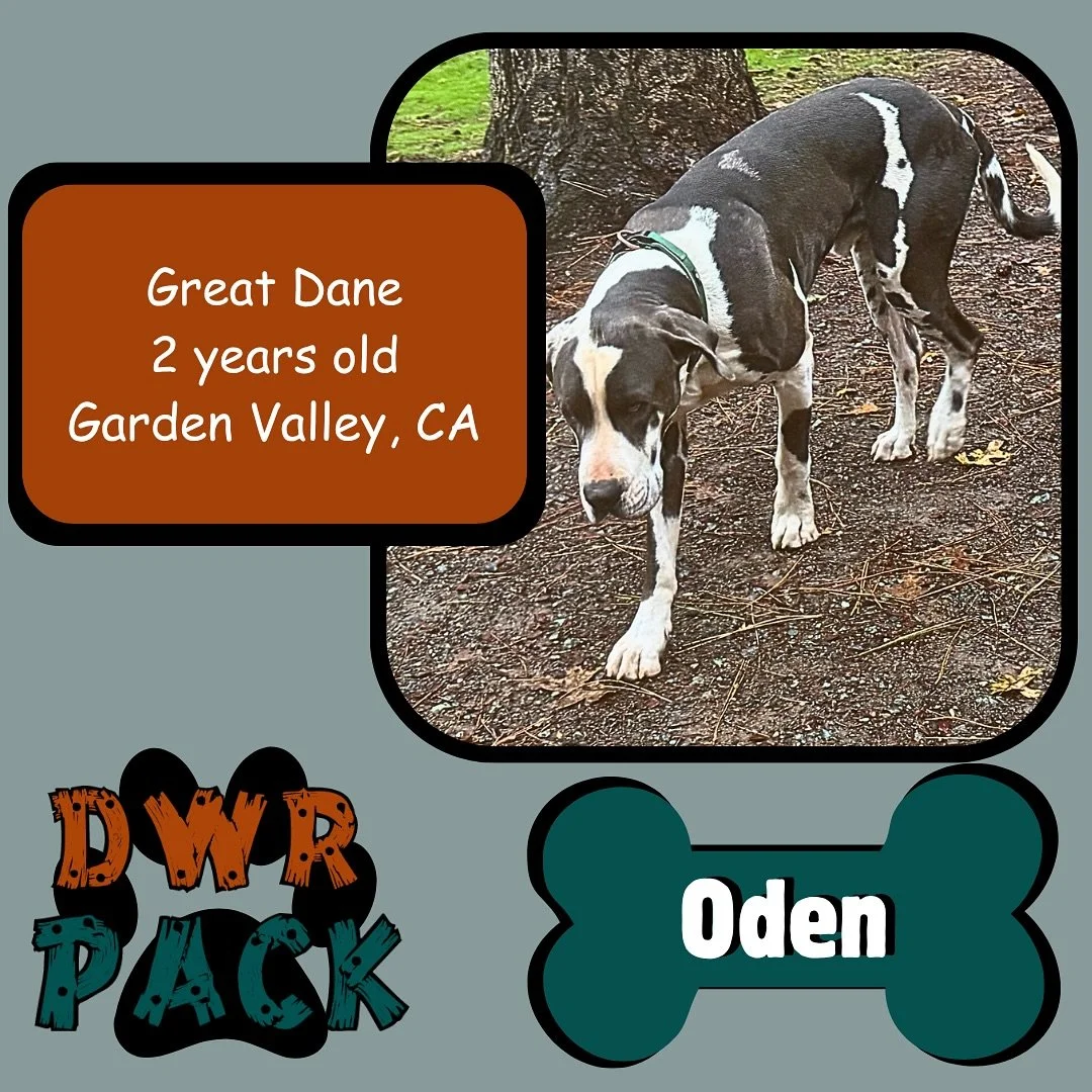 Everyone give a big DWR welcome to Oden🐾 
This gentle giant just took his very first vacation with us!🐶

At just 2 years old, this handsome Great Dane stole hearts the moment he arrived. He spent his days exploring, making new friends, and soaking 