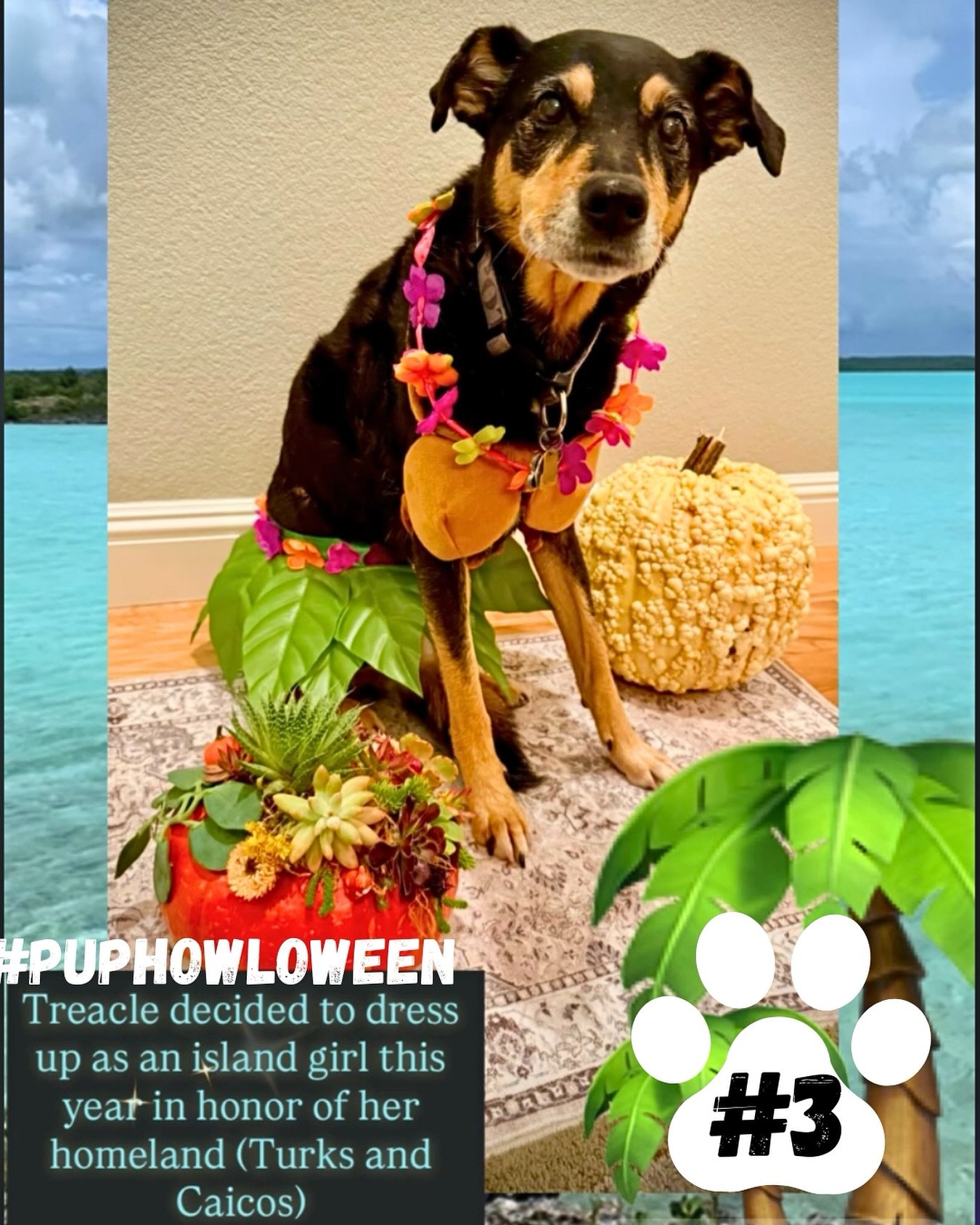 📸 We got an island girl all the way from Turks &amp; Caicos for our 3rd entry for DWR&rsquo;s 5th Annual Pup Howl-o-ween Costume Contest!
🐾 Vote for Treacle @kaydamuckey by liking this post!

Time is ticking, does your pup have a costume? 👻
✨ ENTE