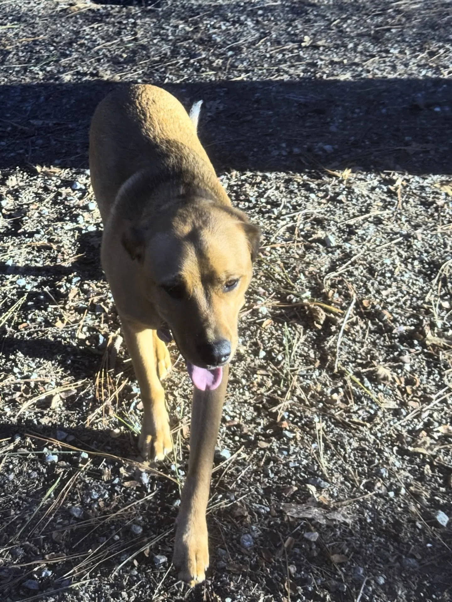 🎉🐾 Happy Birthday Penny! 🐾🎉
Today&rsquo;s extra special because this sweet girl got the best gift a pup could ask for - a full day of play at DWR! 🥳💚

From zoomies with the pack to sunshine snuggles, we made sure Penny&rsquo;s birthday was noth