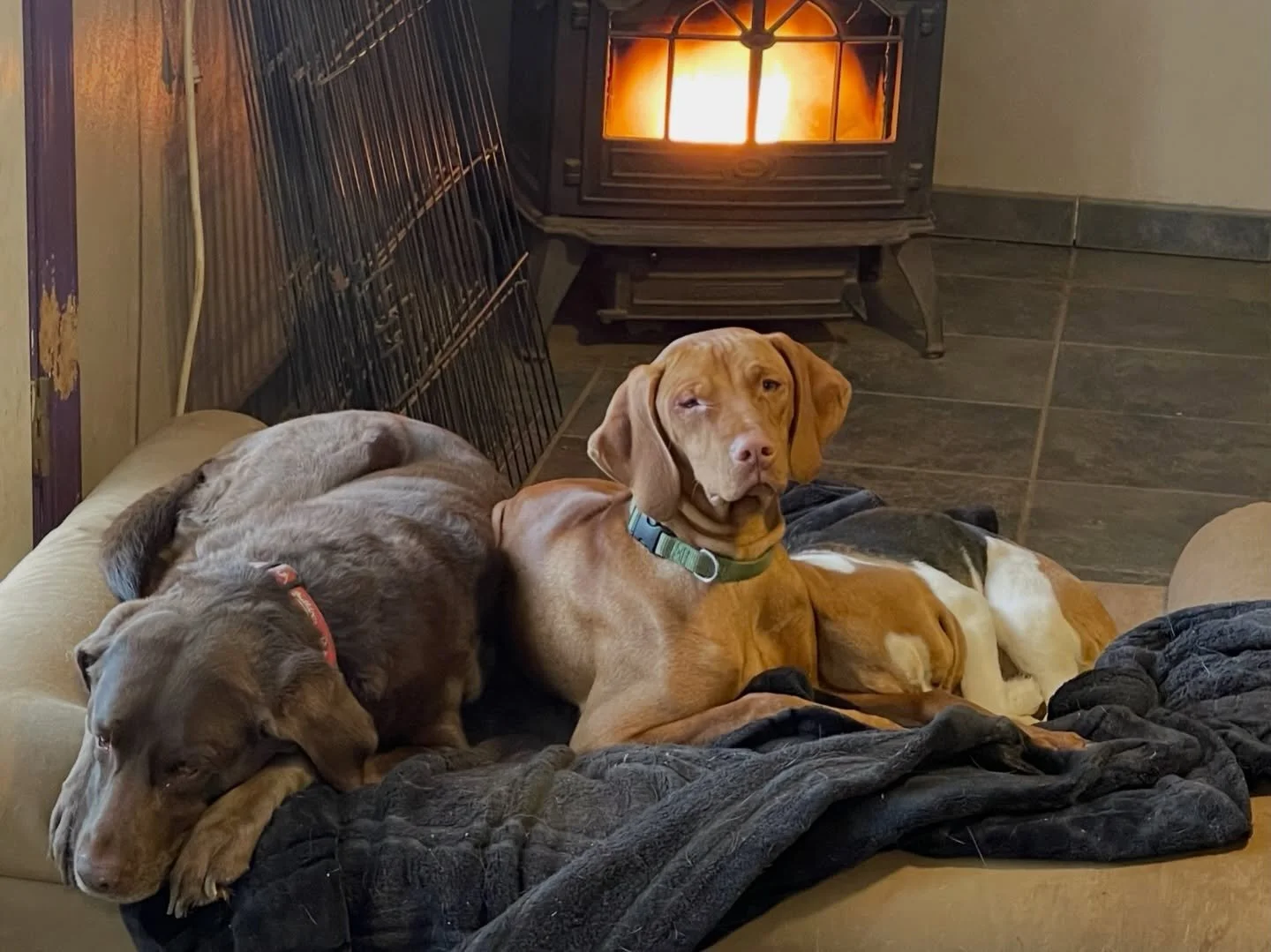 🌲✨ Flashback Friday to some of our coziest cabin nights at Dog Woods Resort ✨🌲
There&rsquo;s nothing sweeter than ending the day with full bellies, fresh air, and very sleepy pups snuggled into their beds. 💚🐶

And we&rsquo;re officially getting b